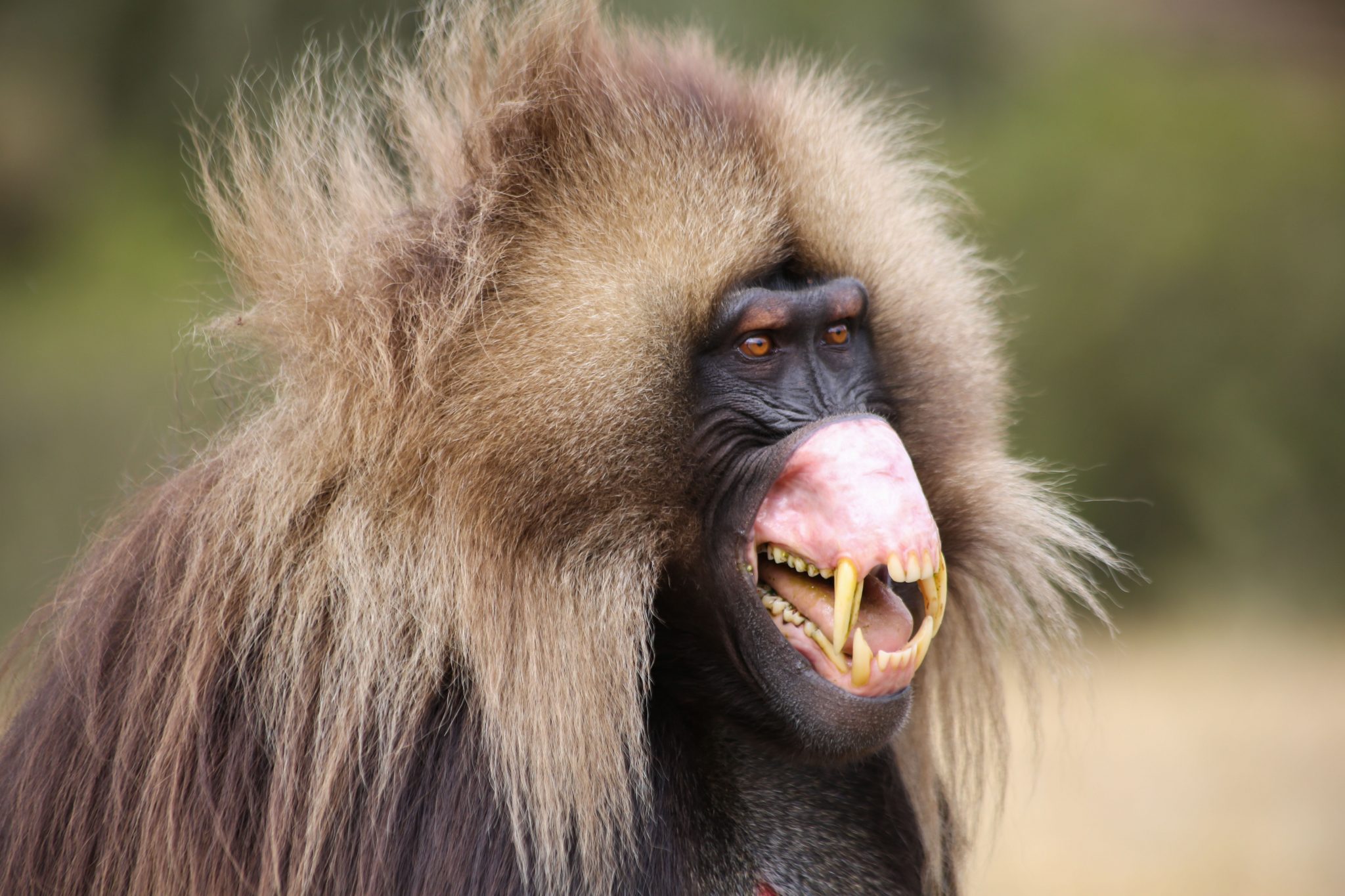 Gelada monkey, Simien Mountains National Park, Ethiopia