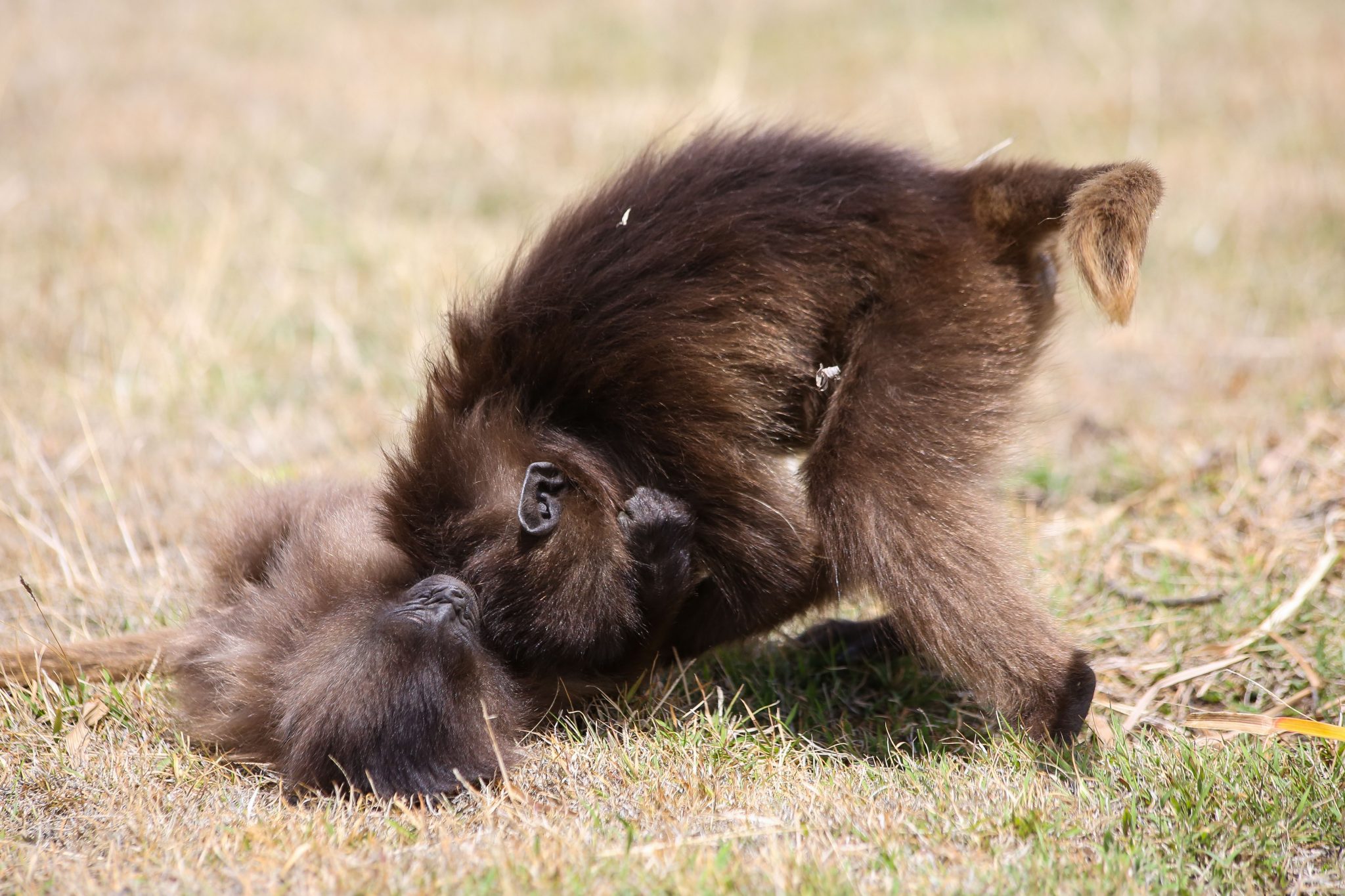 Gelada monkeys, Simien Mountains National Park, Ethiopia