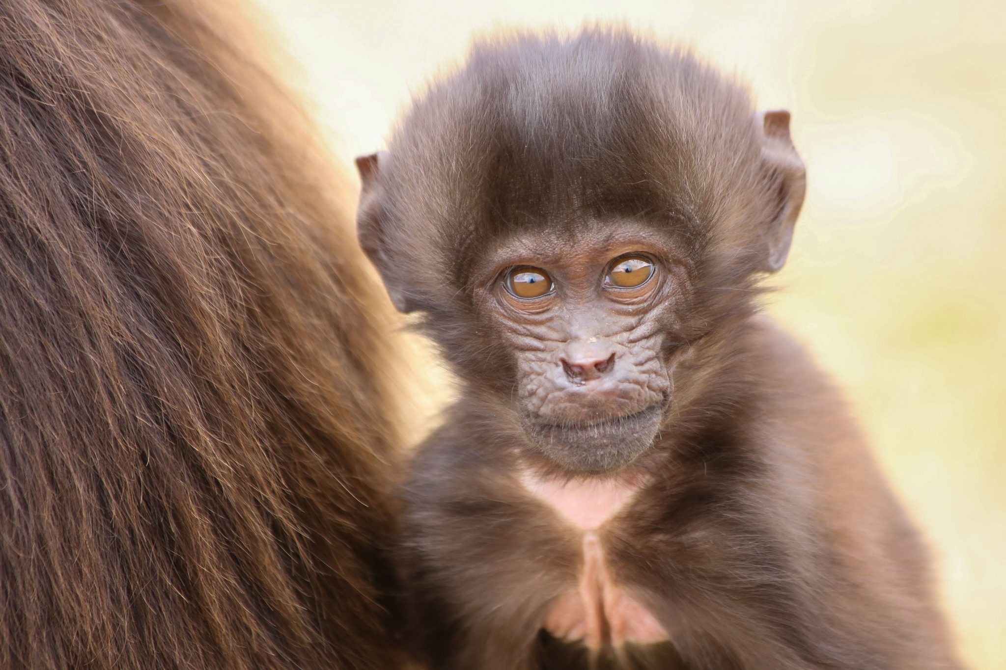 Gelada monkey, Simien Mountains National Park, Ethiopia