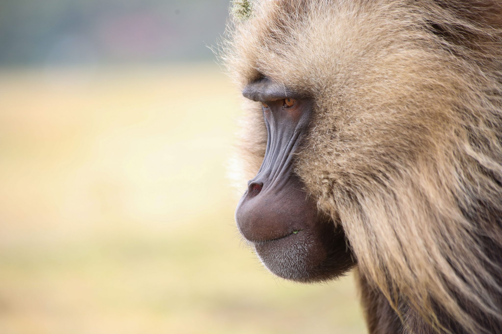 Gelada monkey, Simien Mountains National Park, Ethiopia