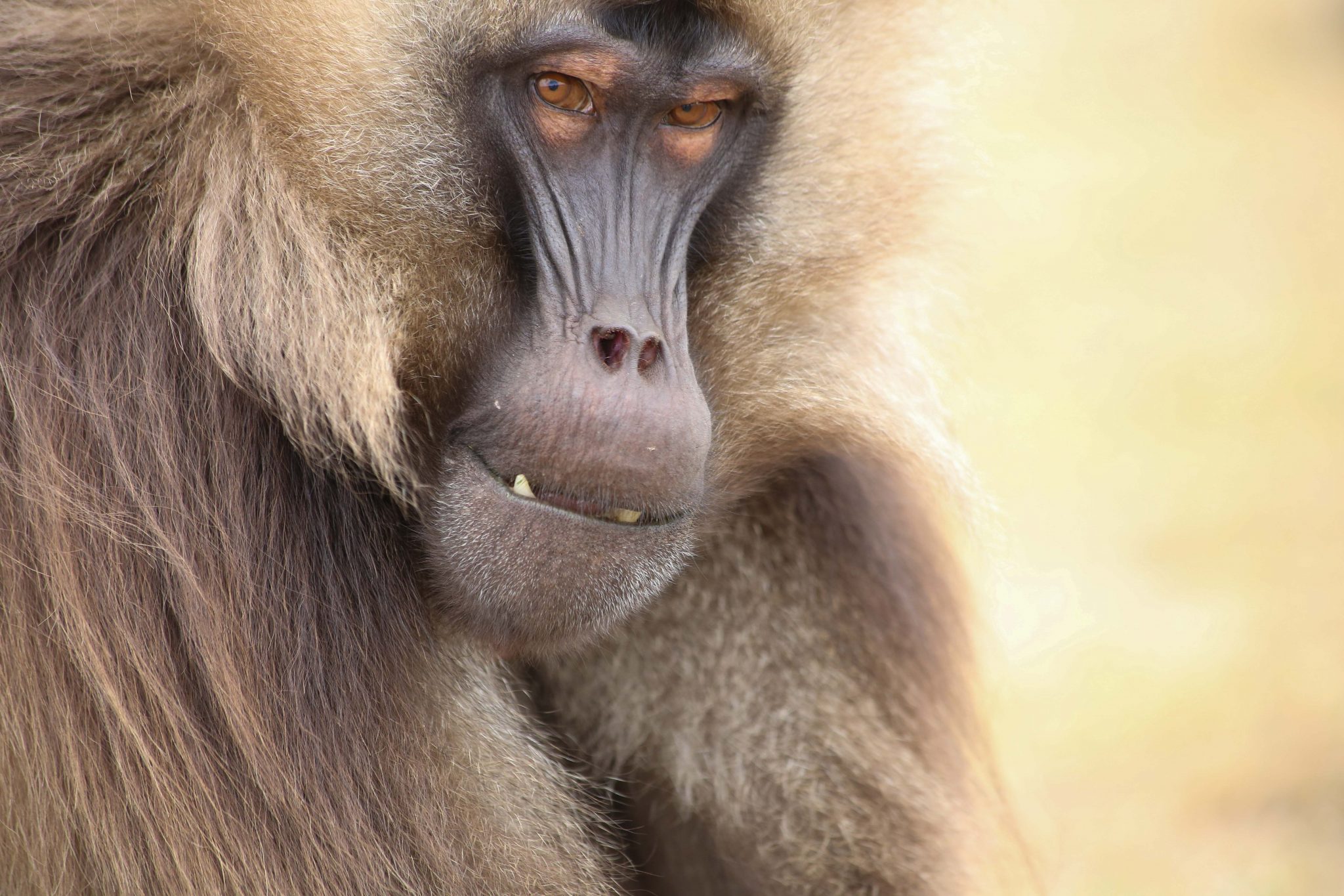 Gelada monkey, Simien Mountains National Park, Ethiopia