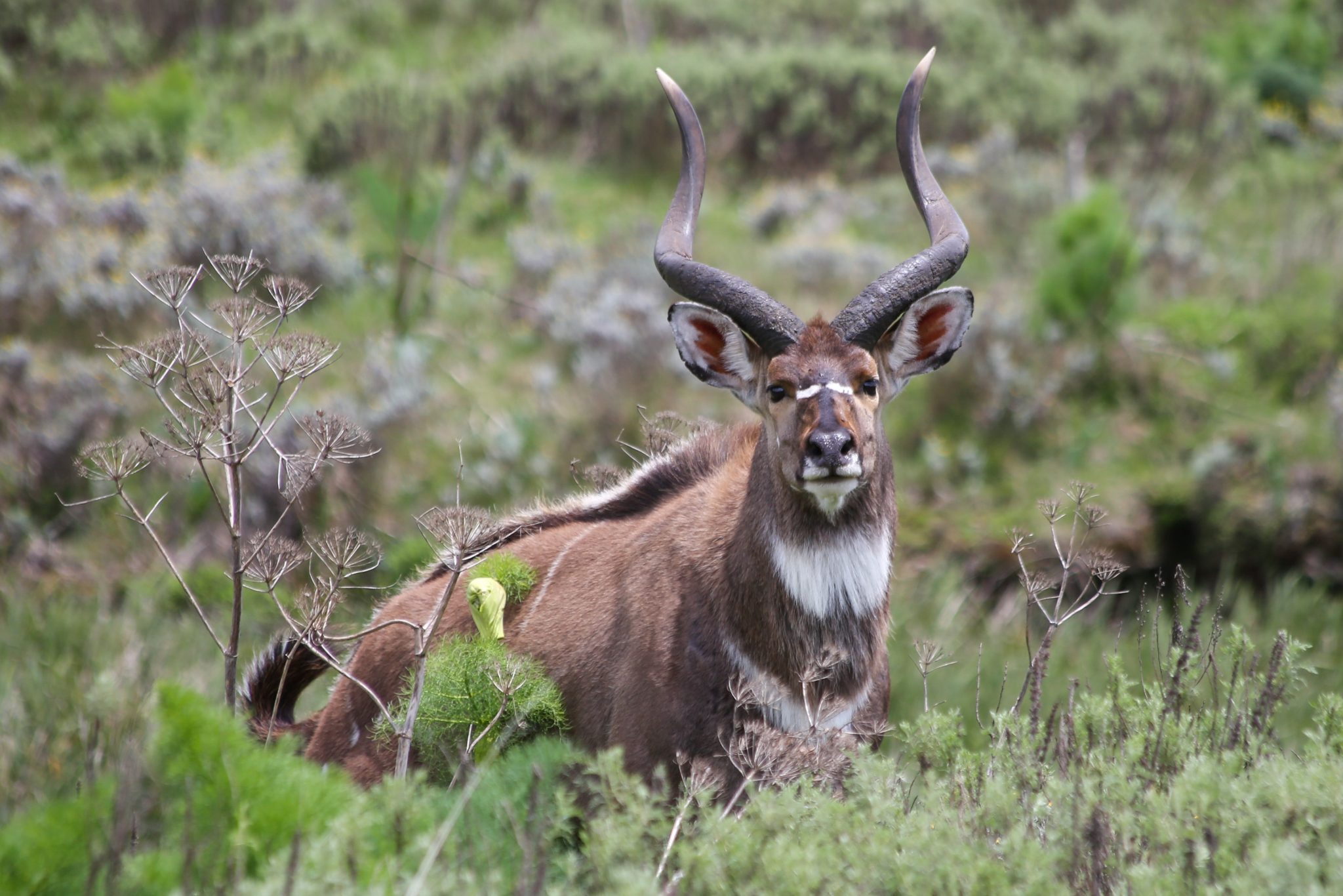 Nyala, Bale Mountains National Park, Ethiopia