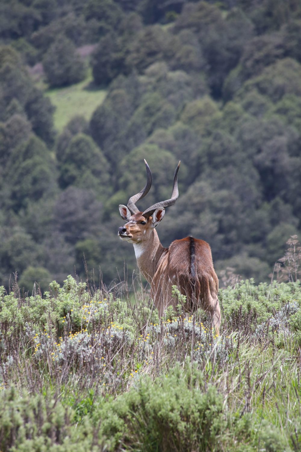 Nyala, Bale Mountains National Park, Ethiopia