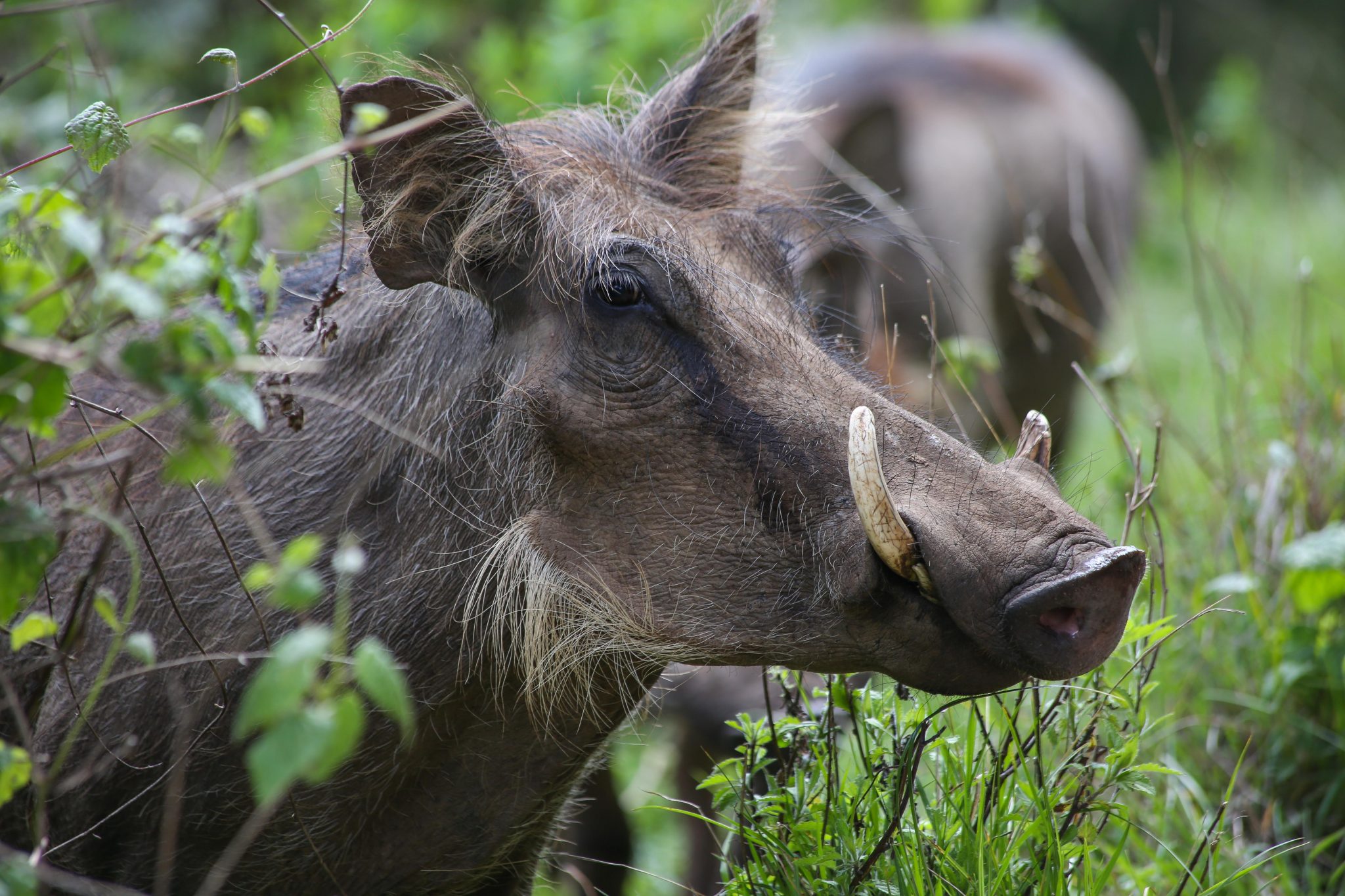 Warthog, Bale Mountains National Park, Ethiopia