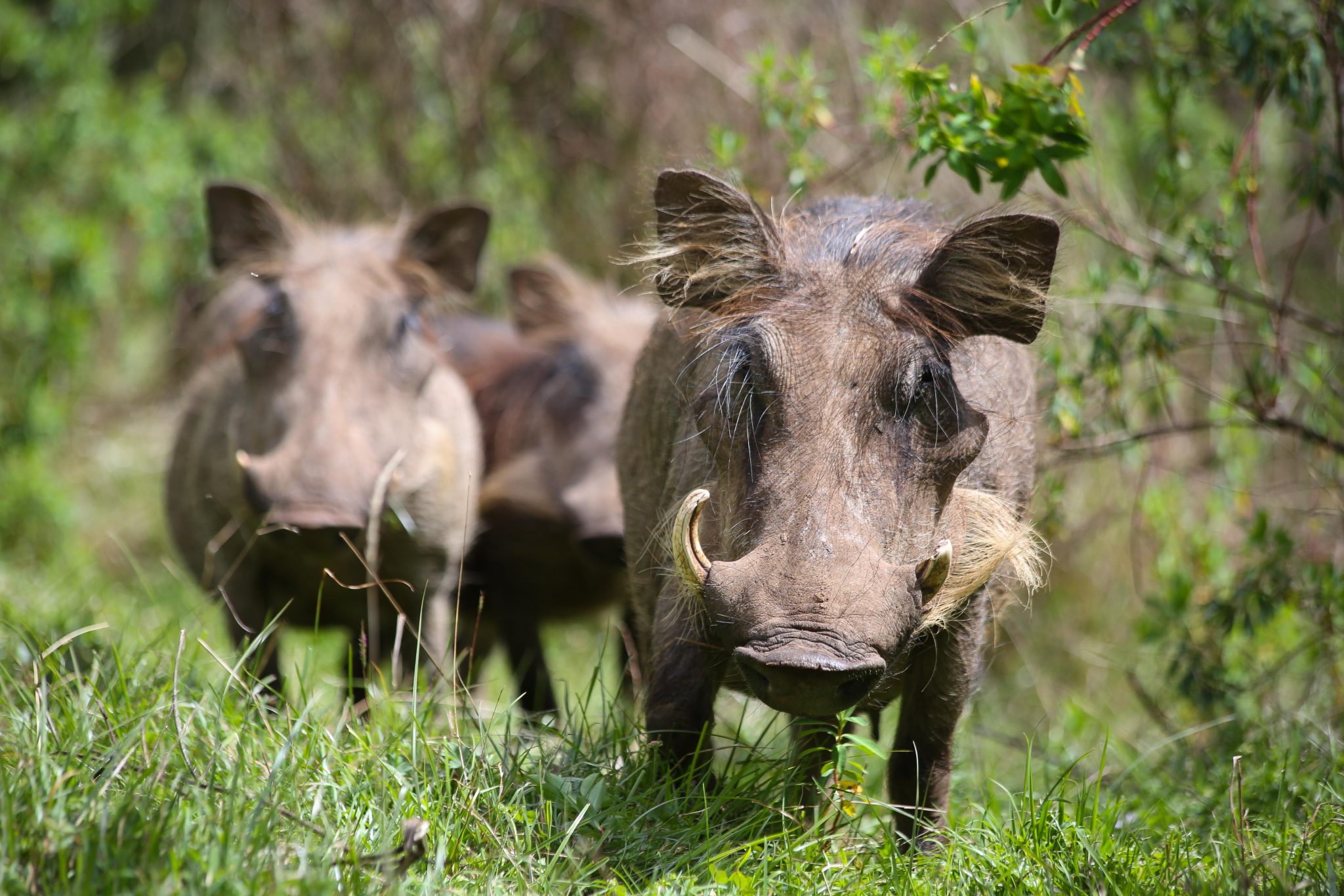 Warthogs, Bale Mountains National Park, Ethiopia