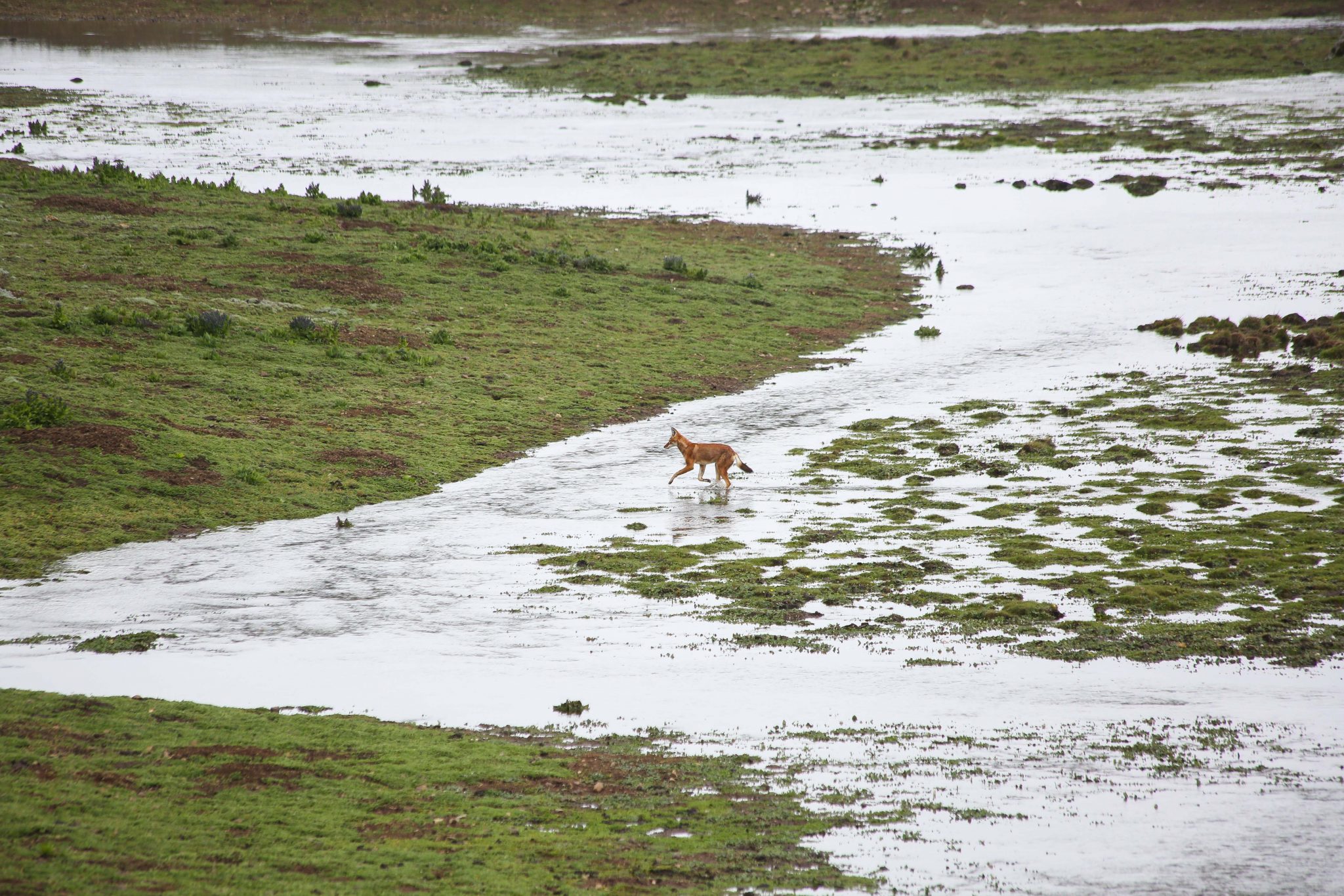 Ethiopian Wolf, Bale Mountains National Park, Ethiopia