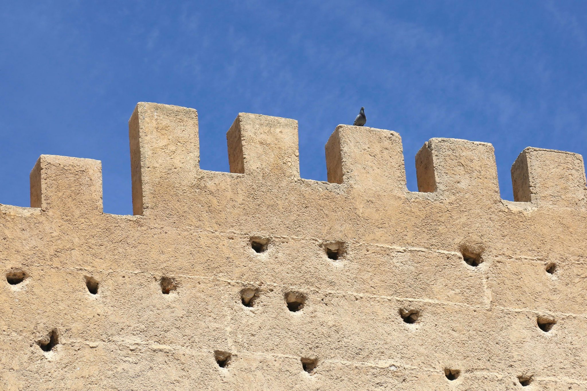 Pigeon, Fez, Morocco