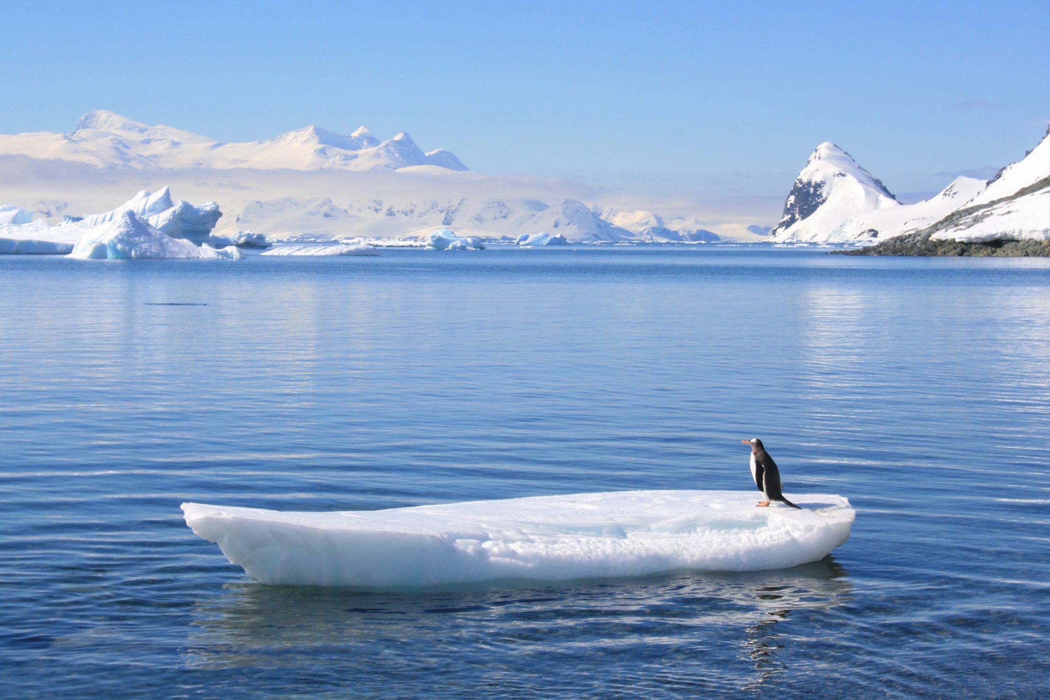 Gentoo penguin, Antarctica
