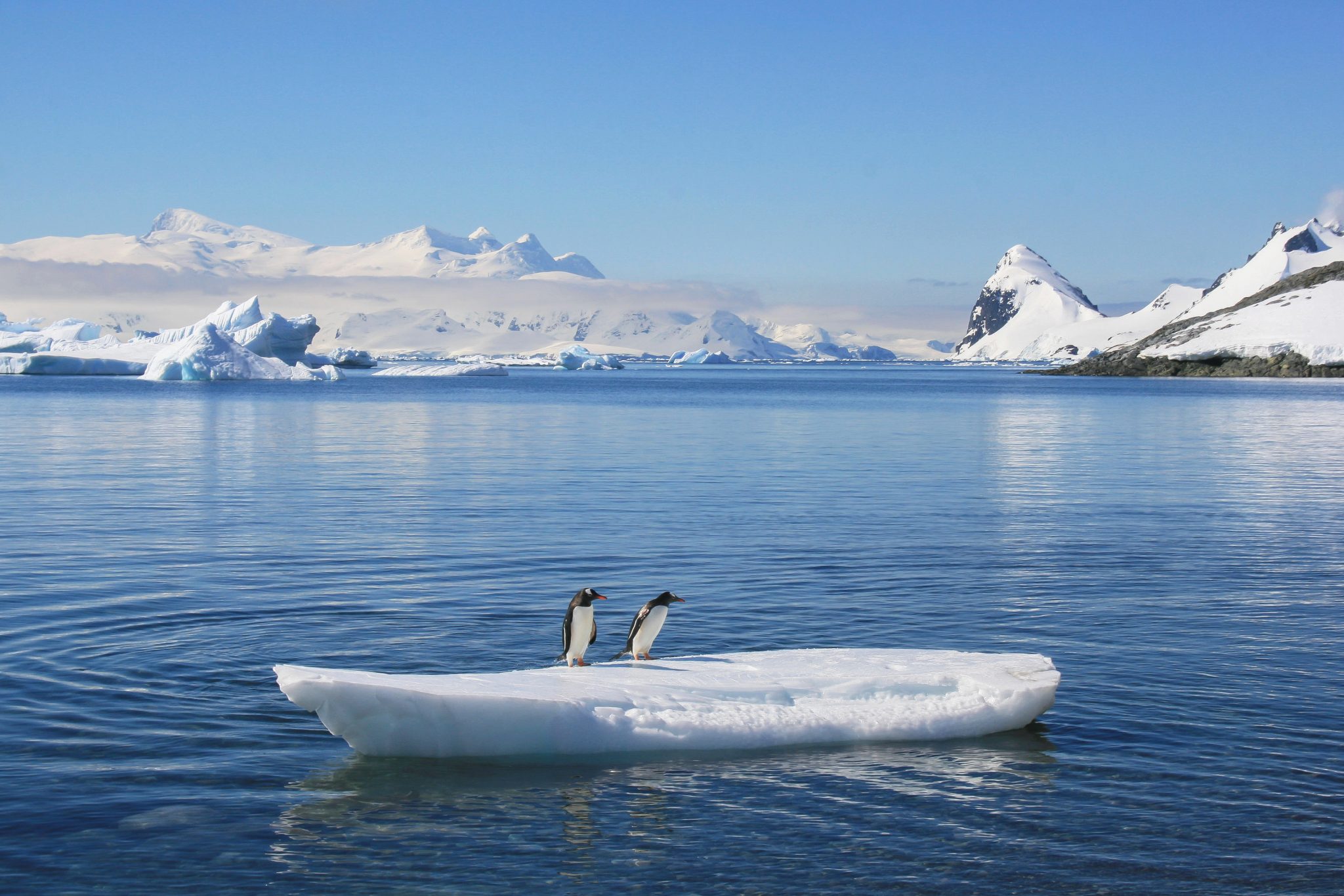 Gentoo penguins, Antarctica