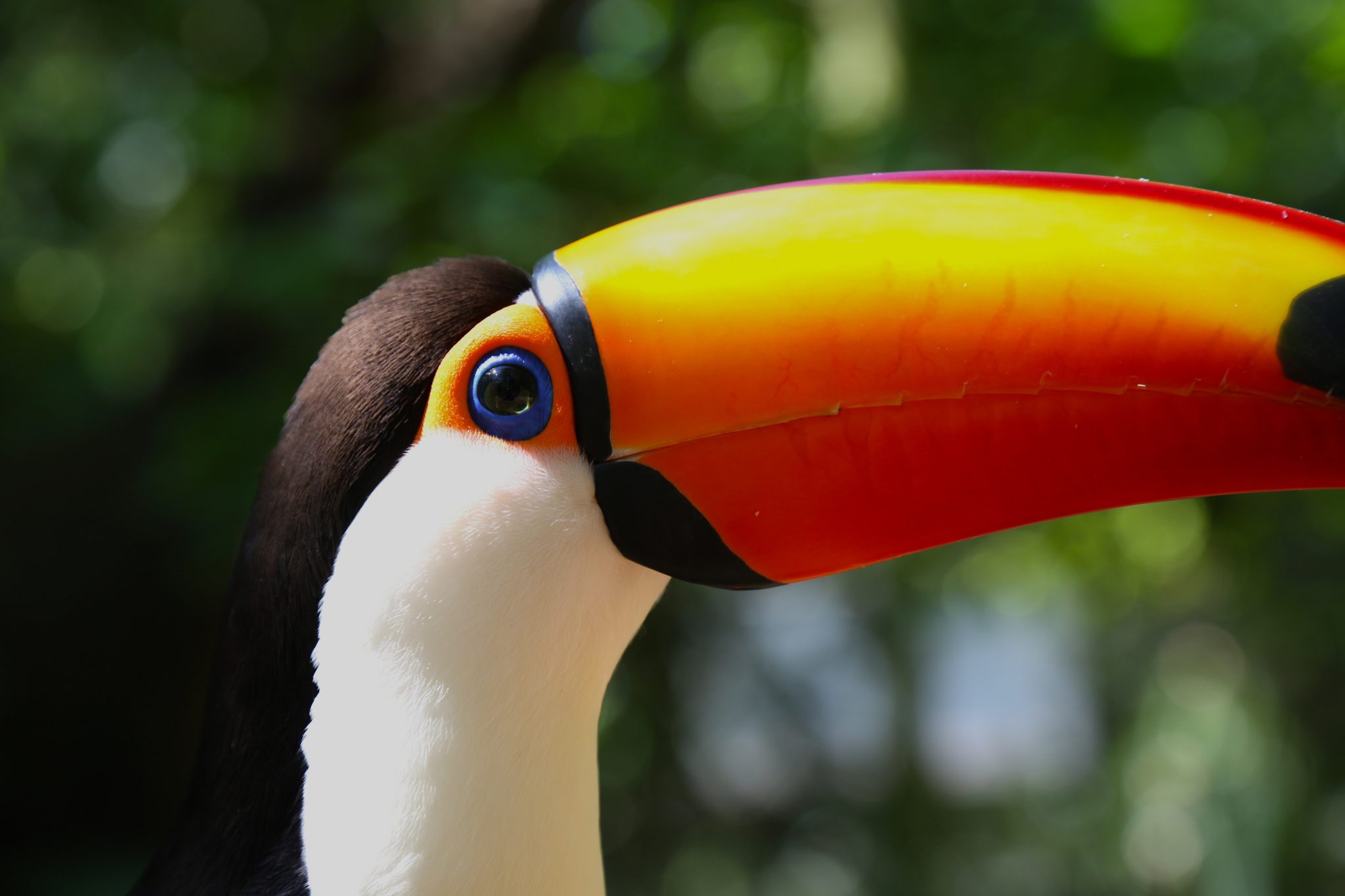 Toucan, Iguazu Falls, Brazil