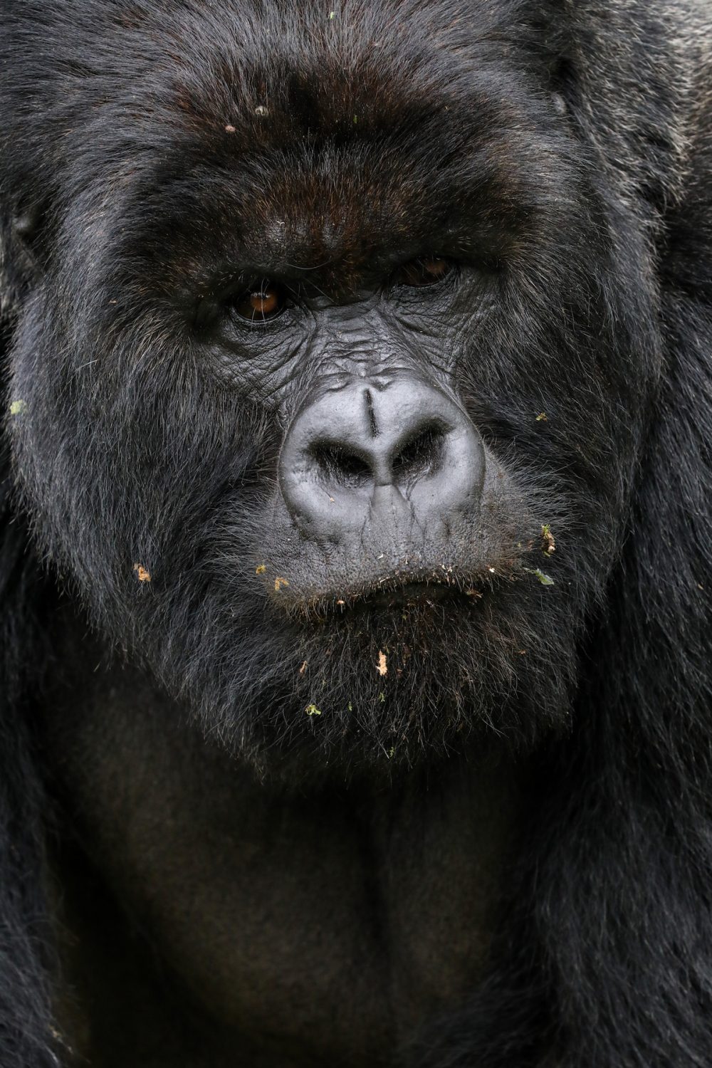 Mountain gorilla, Volcanoes National Park, Rwanda