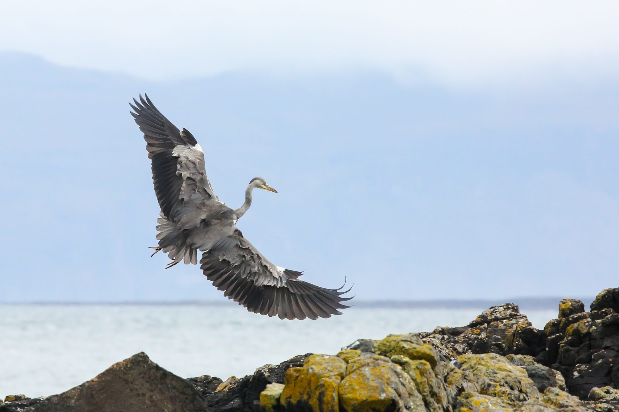 Grey Heron, Treshnish Isles, Inner Hebrides, Scotland