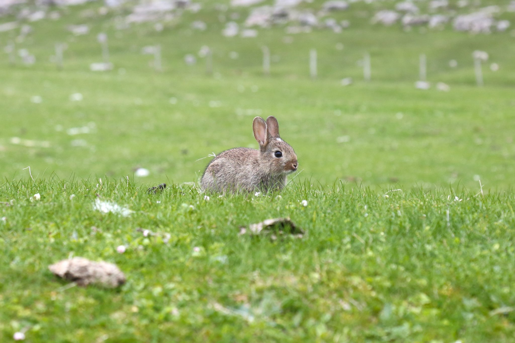 Rabbit, Harris, Scotland