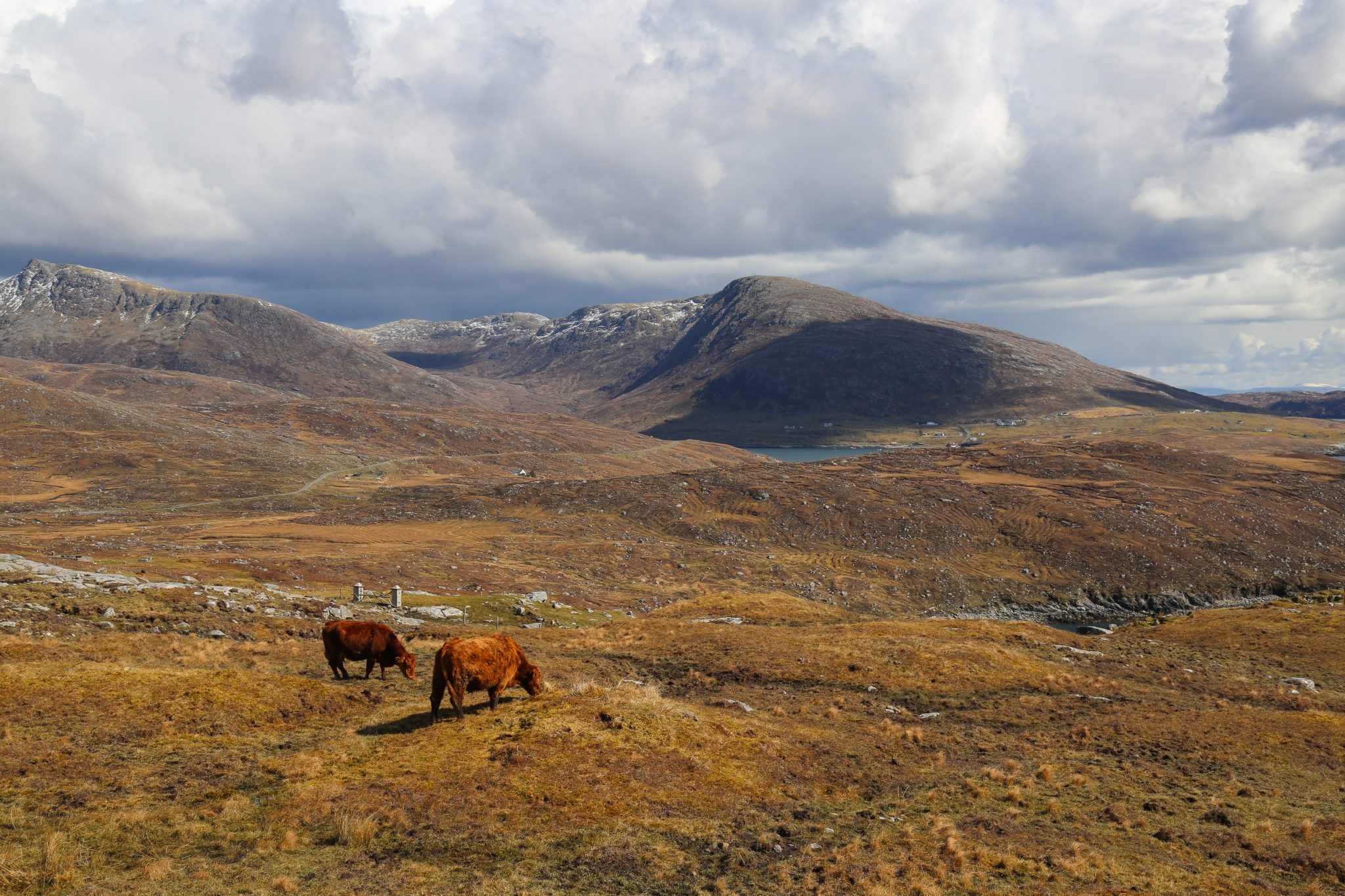 Highland cows, Harris, Scotland