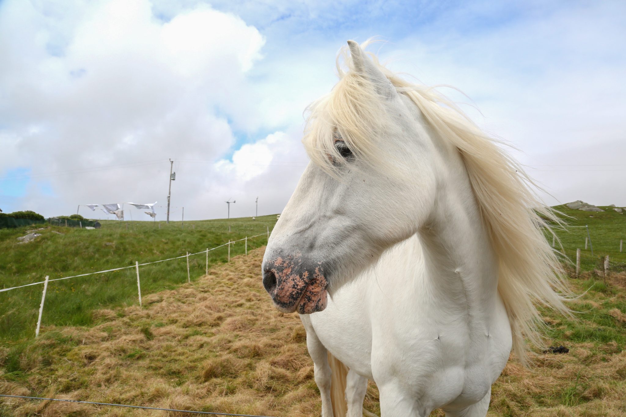 Horse, Luskentyre, Harris, Scotland