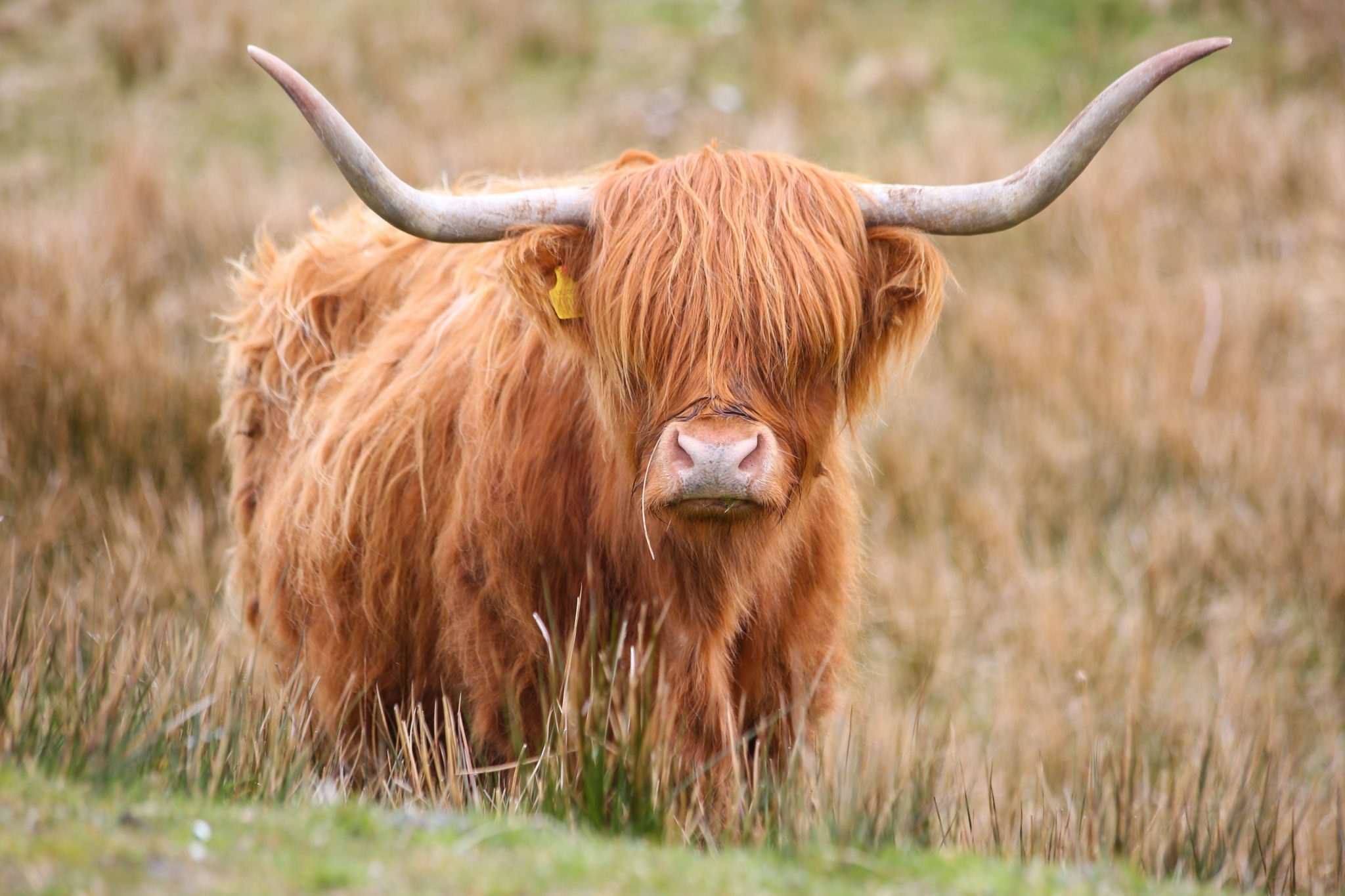 Highland Cow, Harris, Scotland