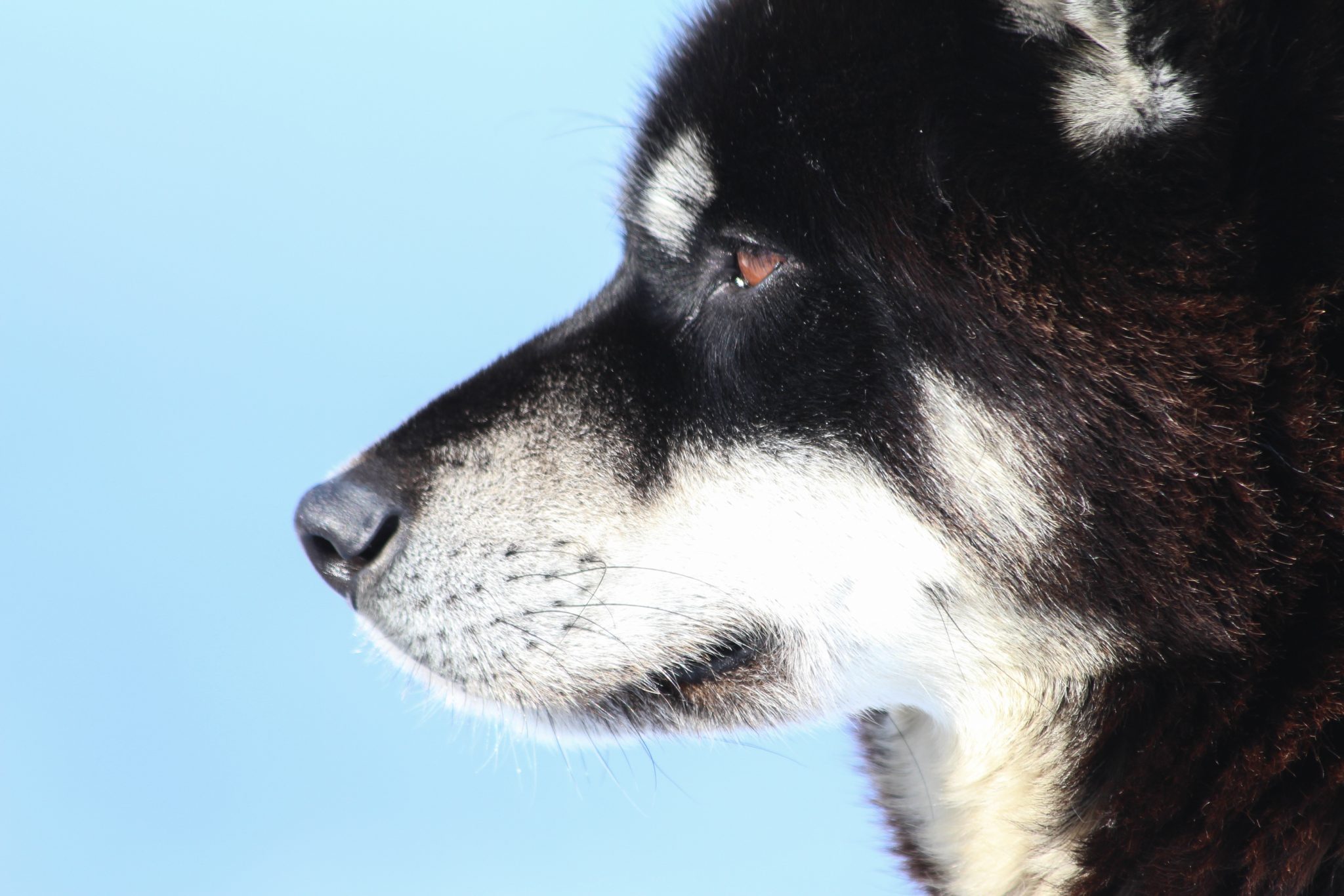 Husky dog, Hokkaido, Japan