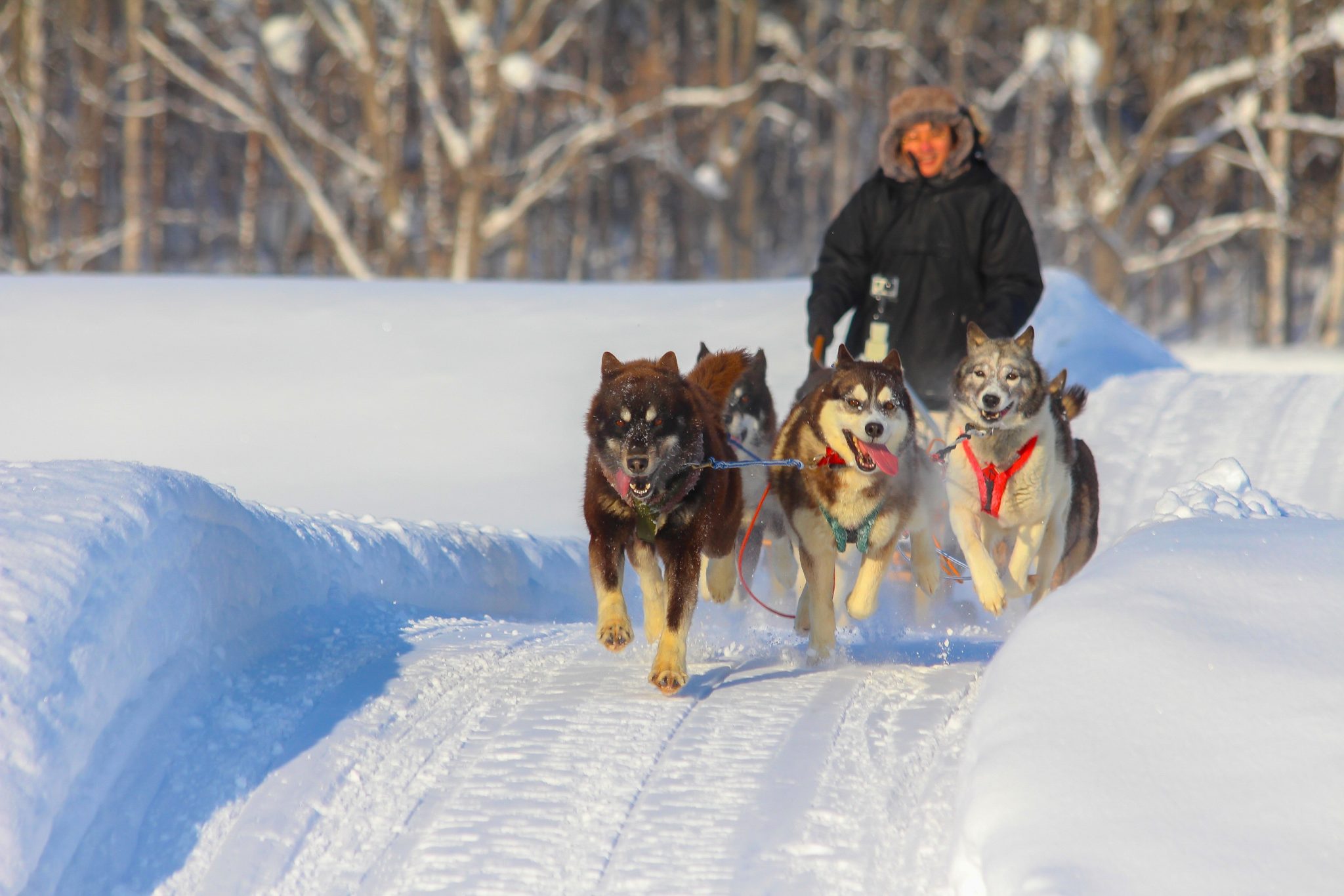 Husky dogs, Takasu, Hokkaido, Japan