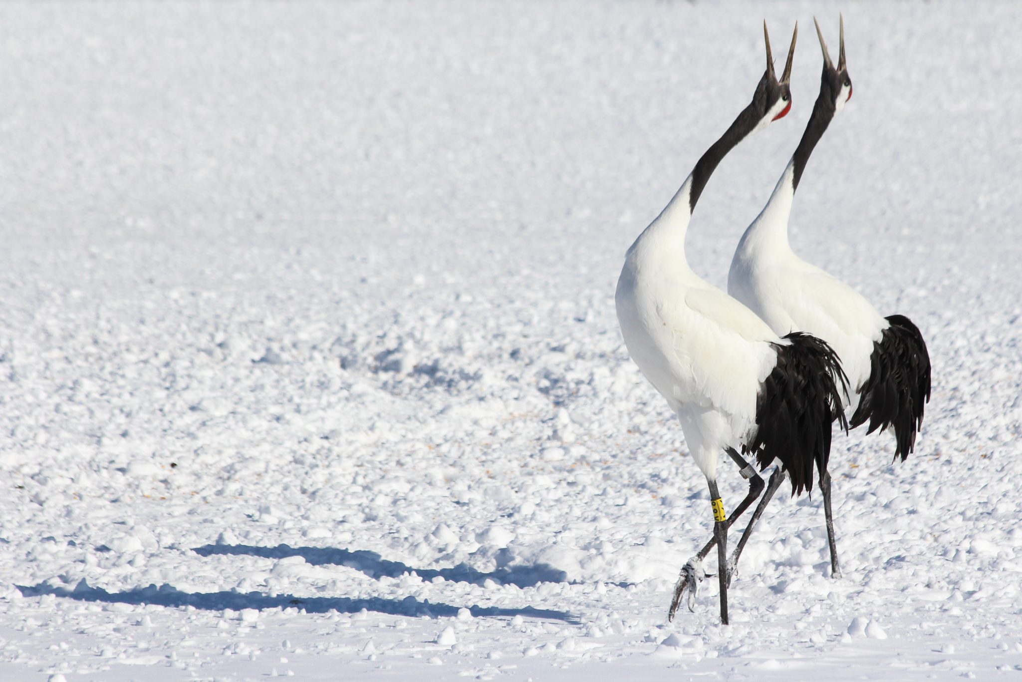 Red-crowned Cranes, Hokkaido, Japan