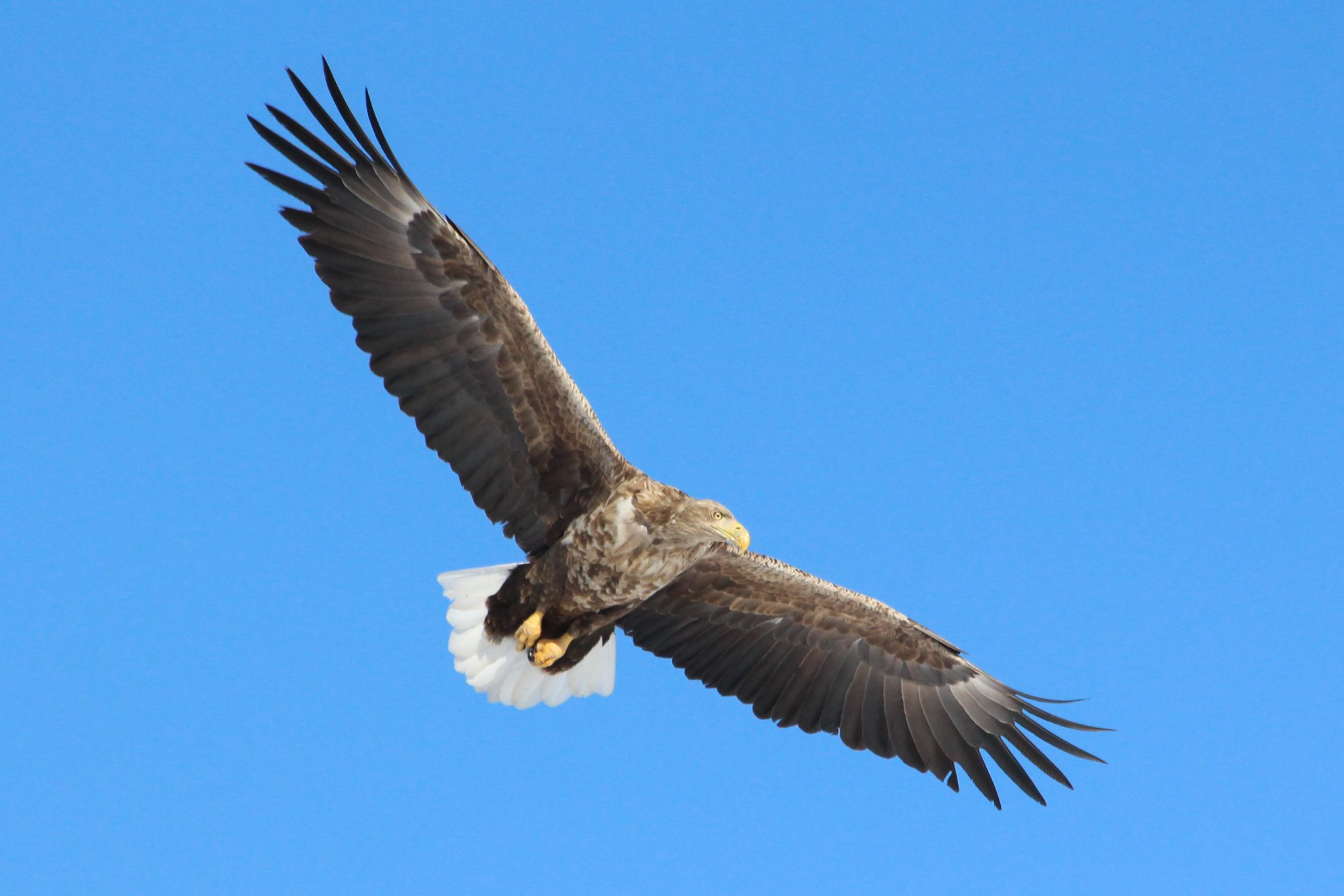 White-tailed Sea Eagle, Rausu harbour, Hokkaido, Japan