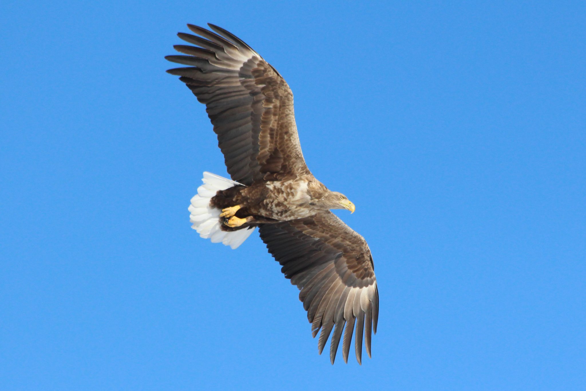 White-tailed Sea Eagle, Rausu harbour, Hokkaido, Japan