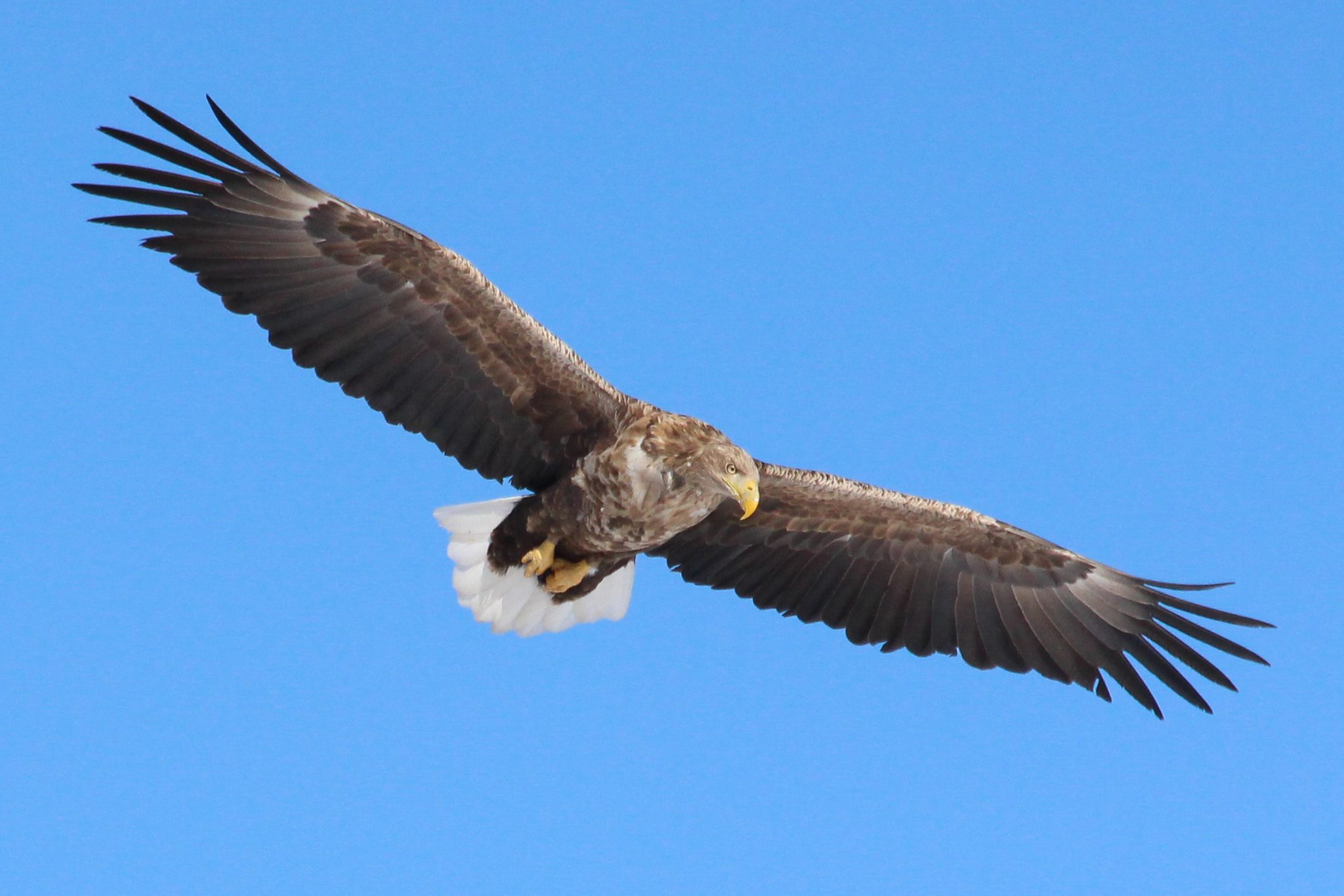 White-tailed Sea Eagle, Rausu harbour, Hokkaido, Japan