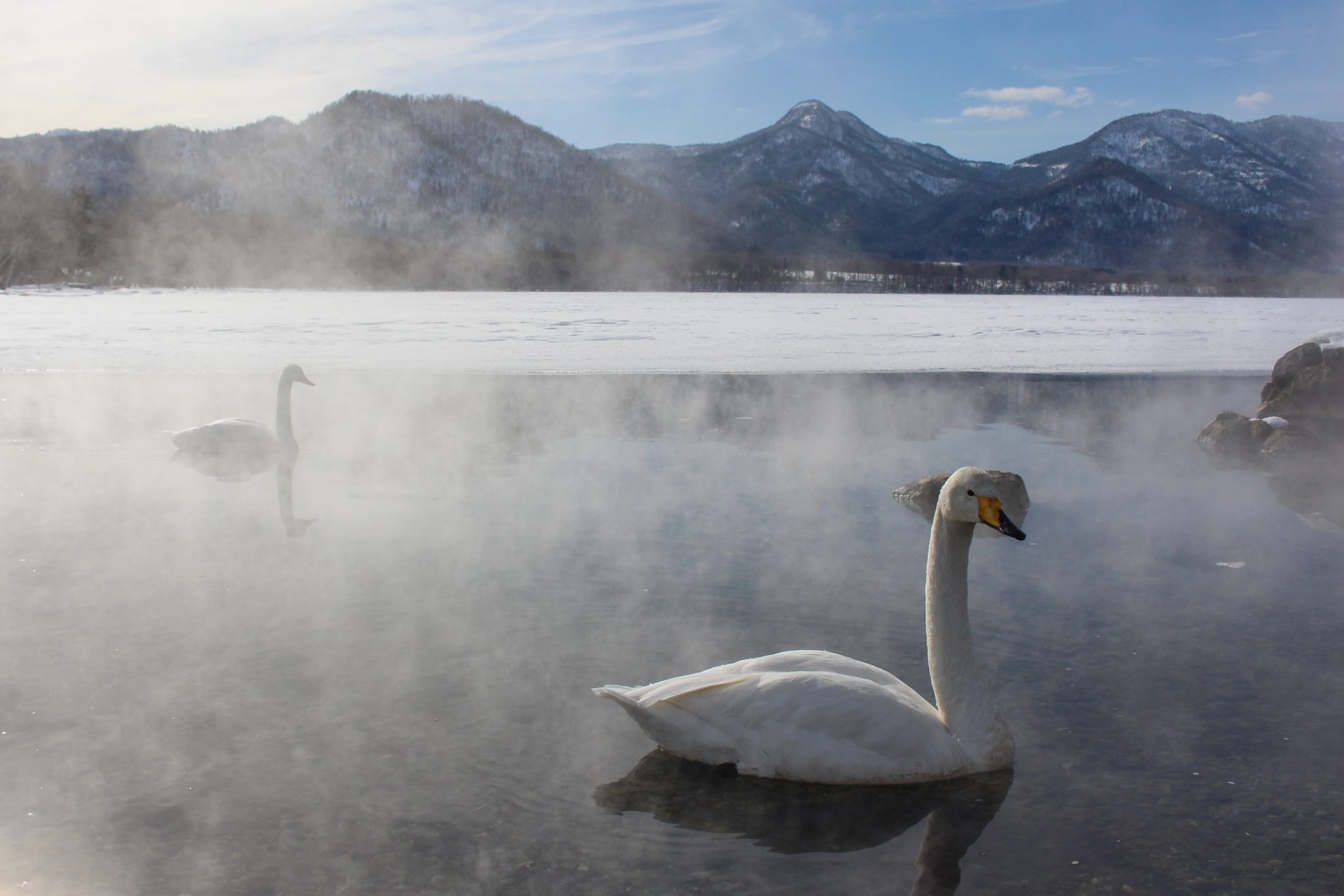 Whooper swans, Lake Kussharo, Hokkaido, Japan