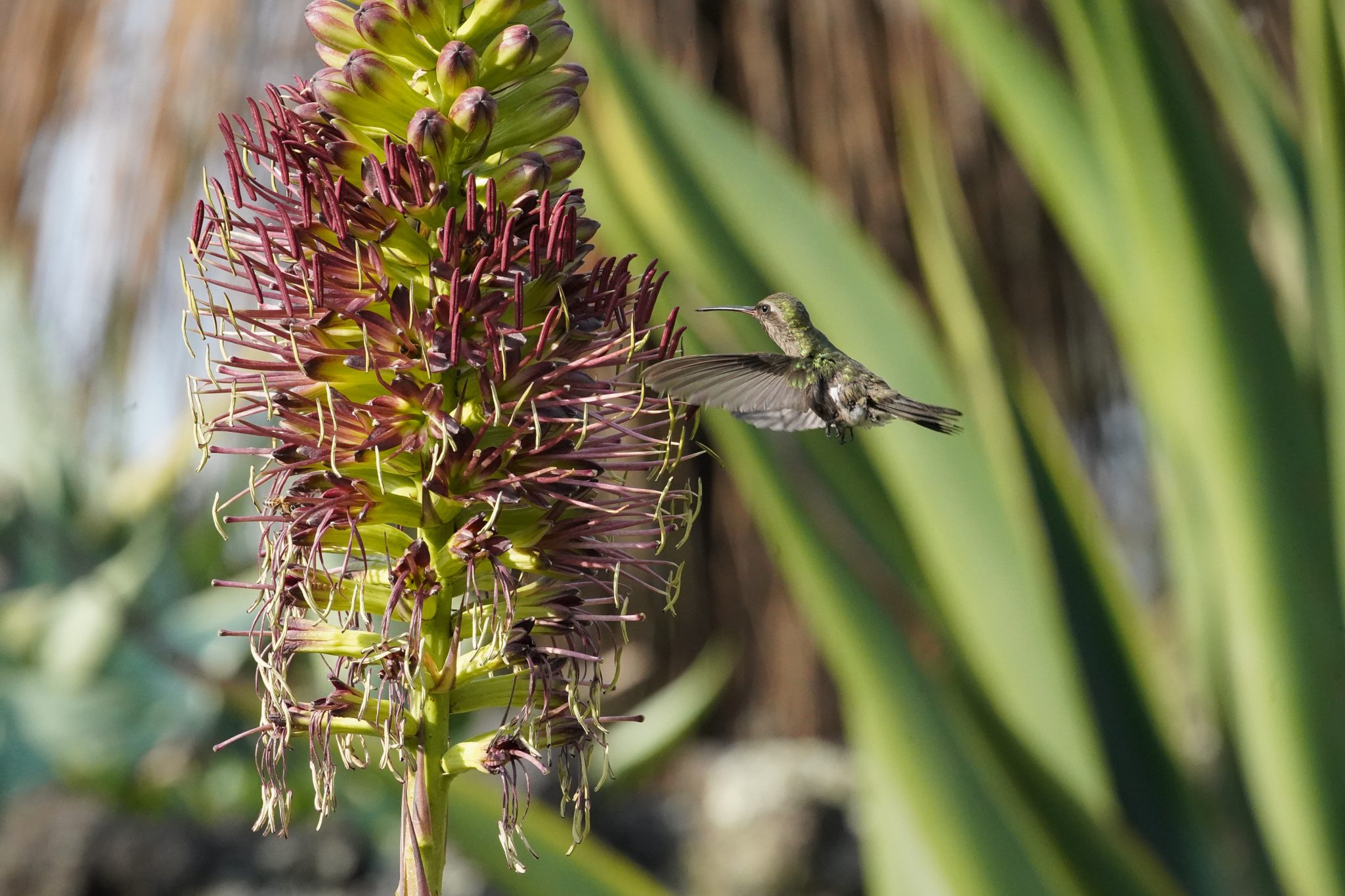 Hummingbird, Mexico City, Mexico
