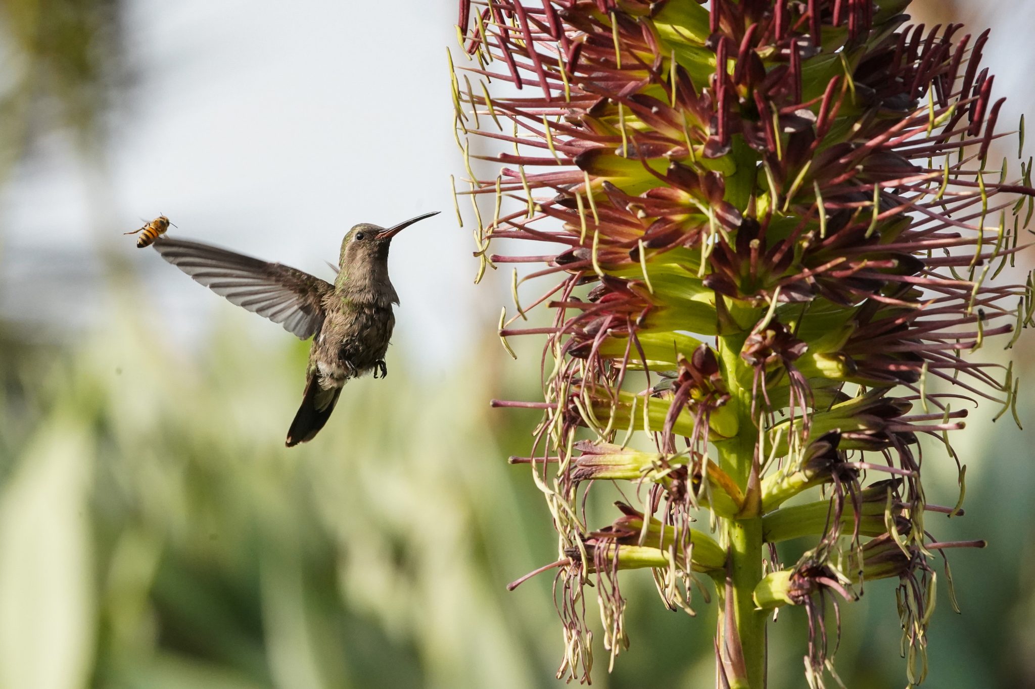 Hummingbird, Mexico City, Mexico