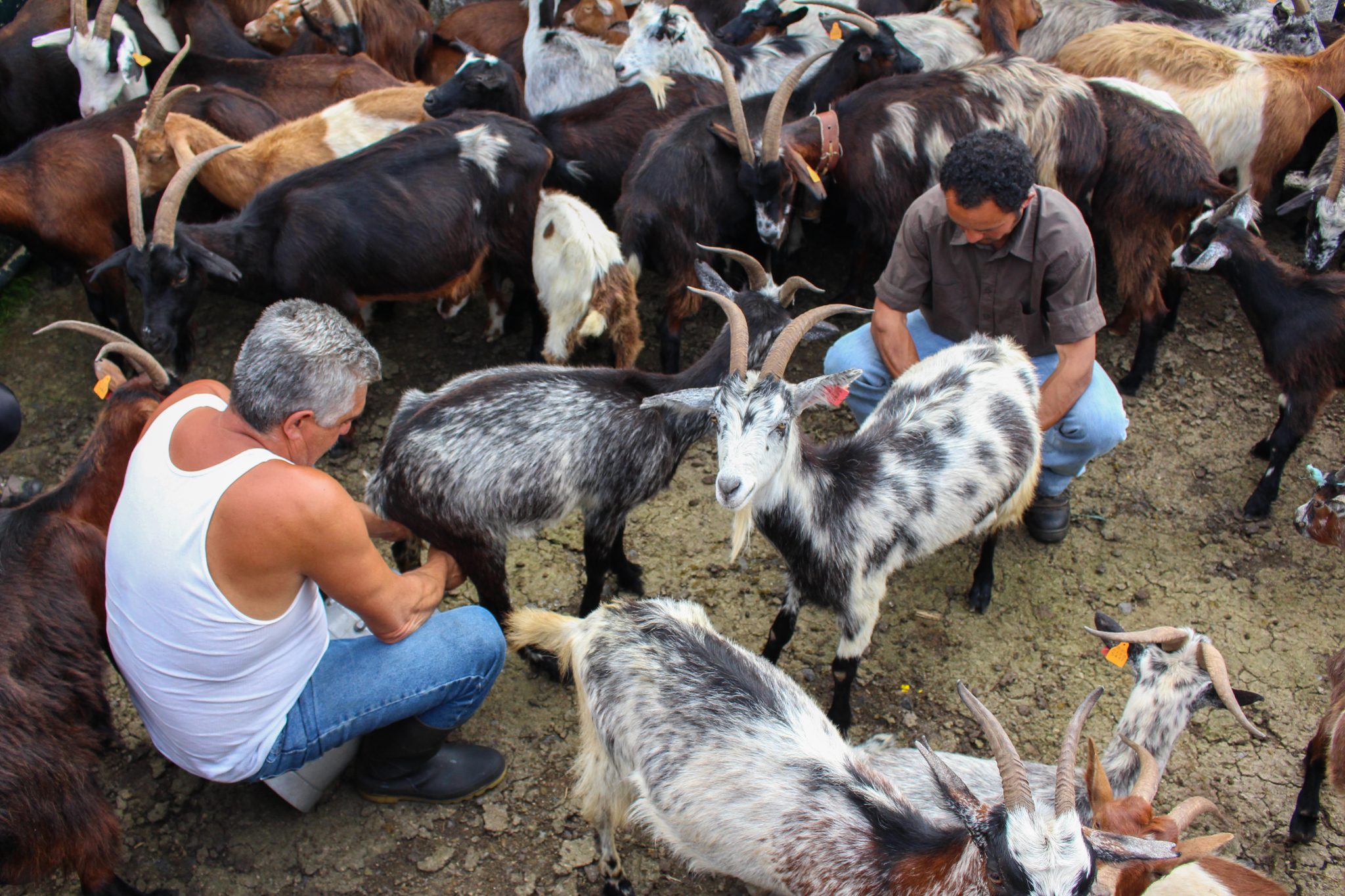 Farmers, Terceira, The Azores, Portugal