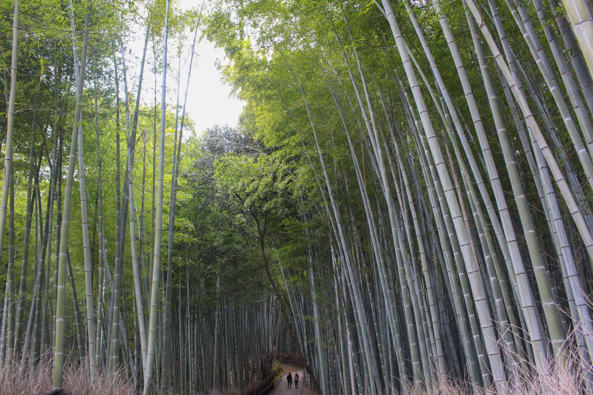 Bamboo forest, Kyoto, Japan