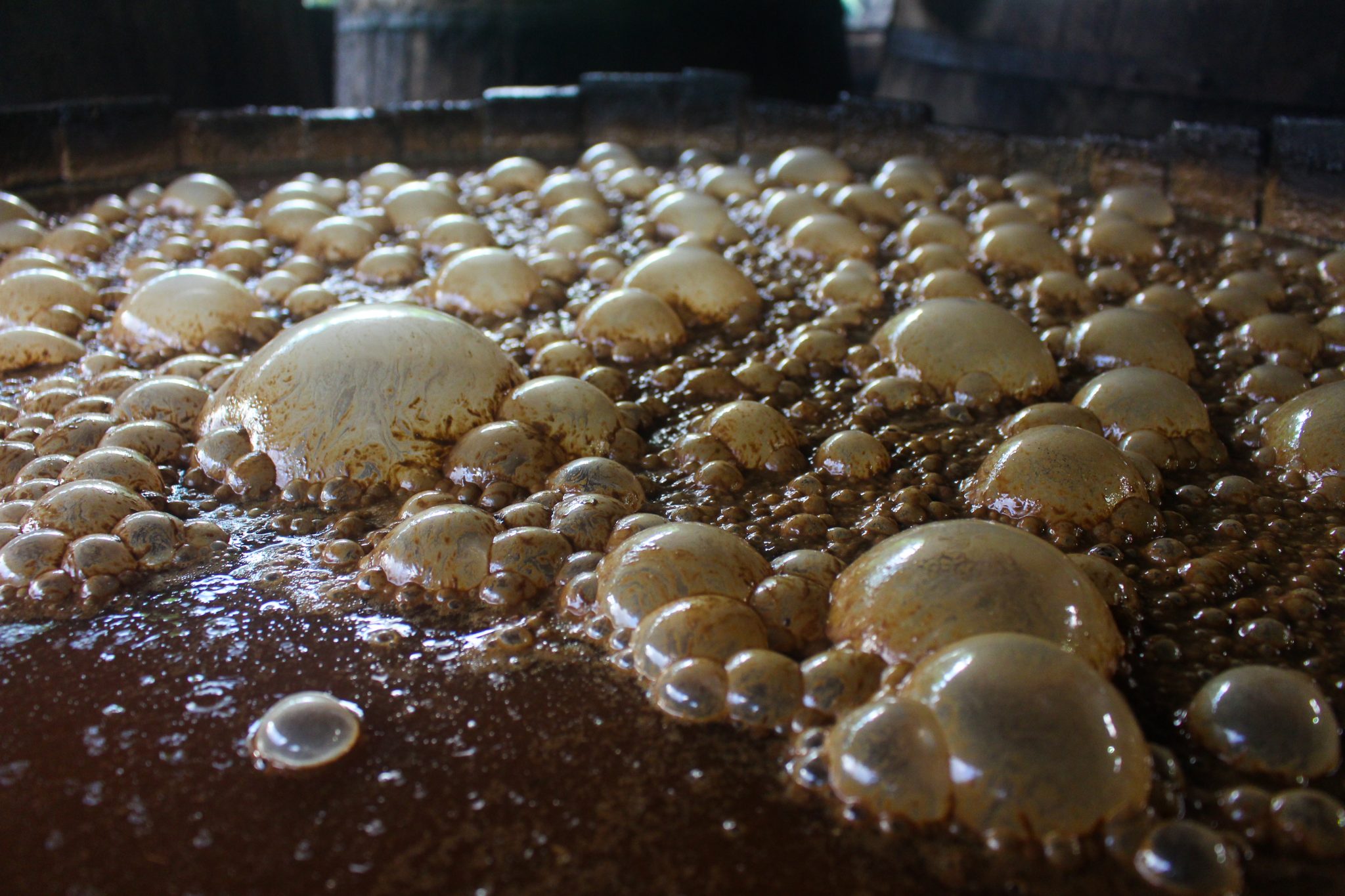 Molasses, Cap-Haïtien, Haiti