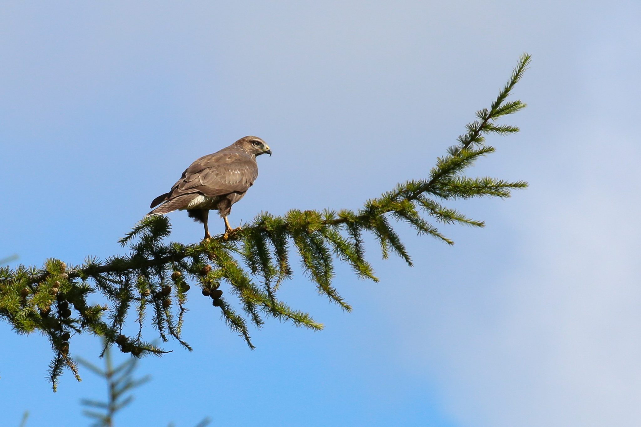 Buzzard, Jura, Scotland