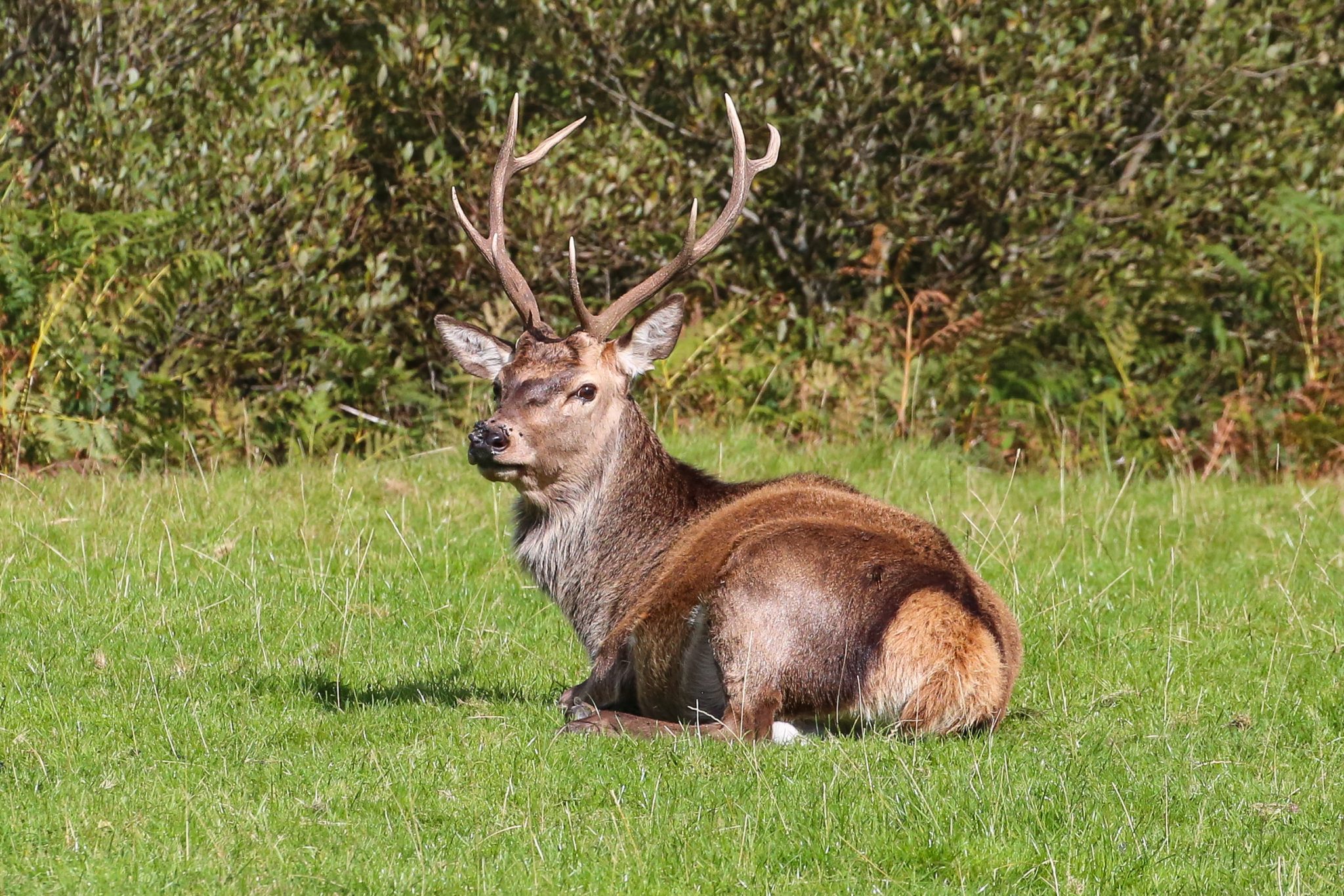 Red deer, Jura, Scotland