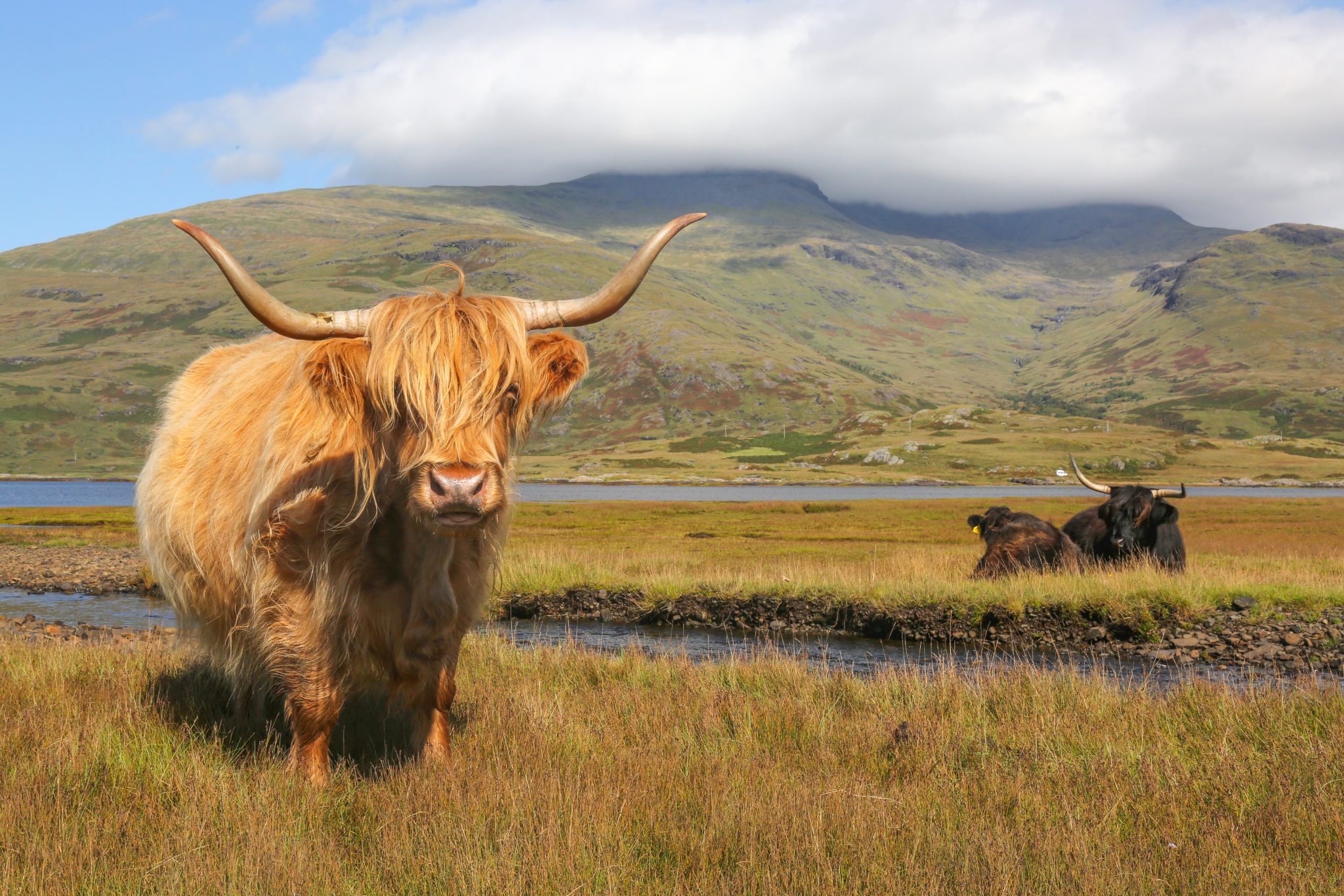 Scotland