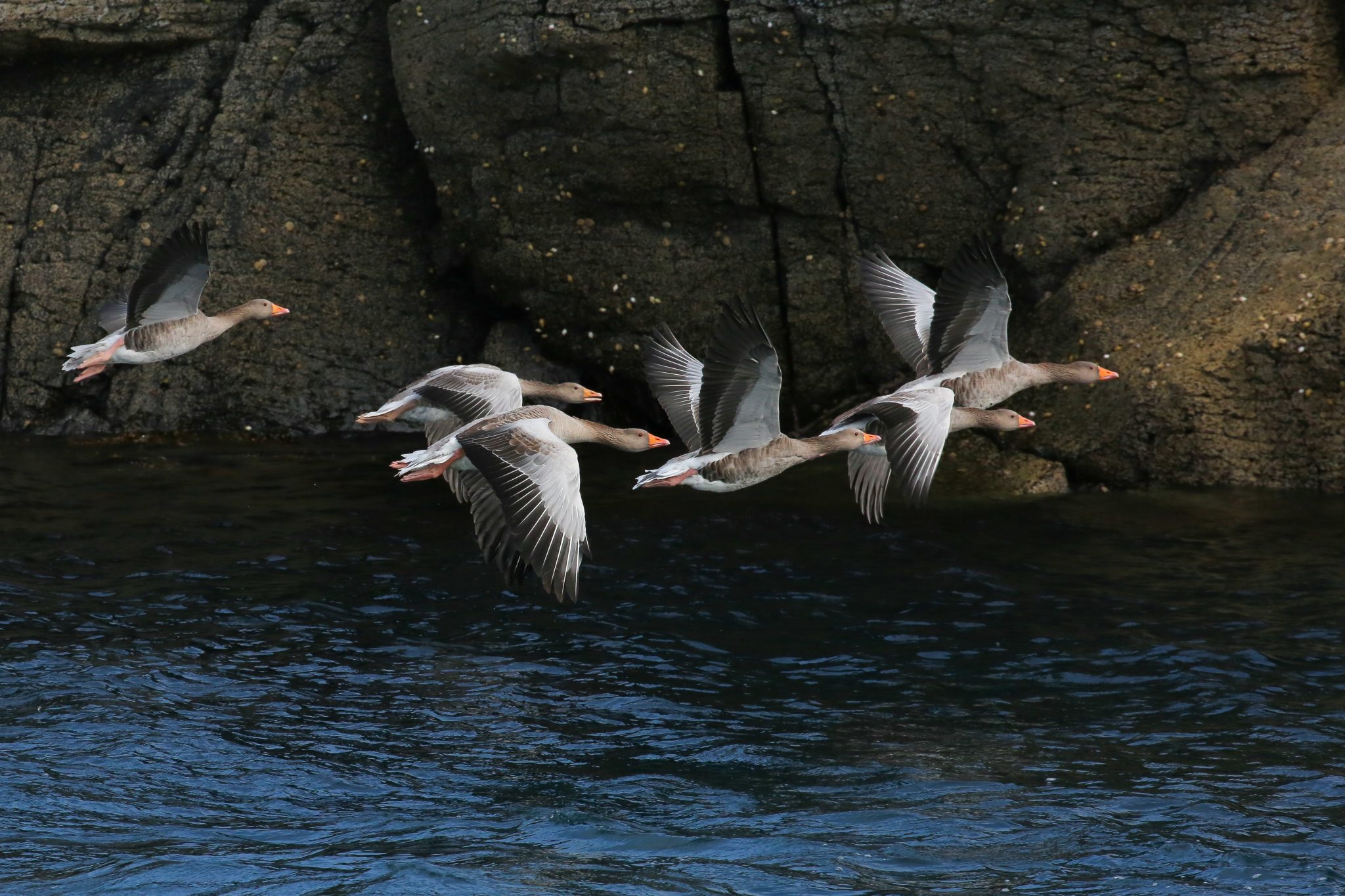 Greylag geese, Treshnish Isles, Scotland