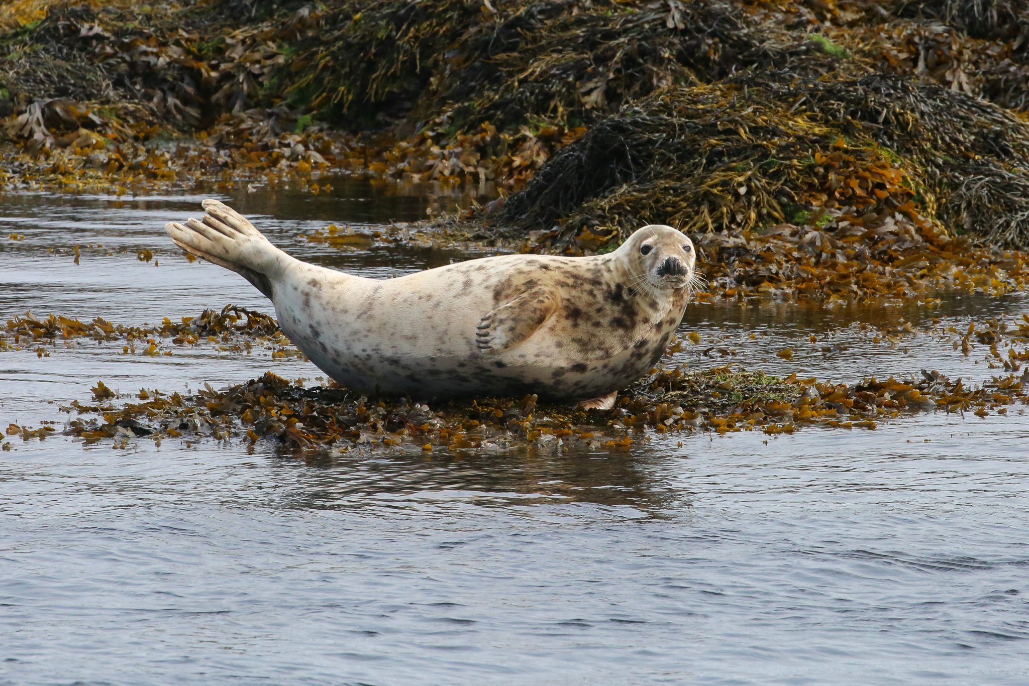 Harbour seal, Treshnish Isles, Scotland