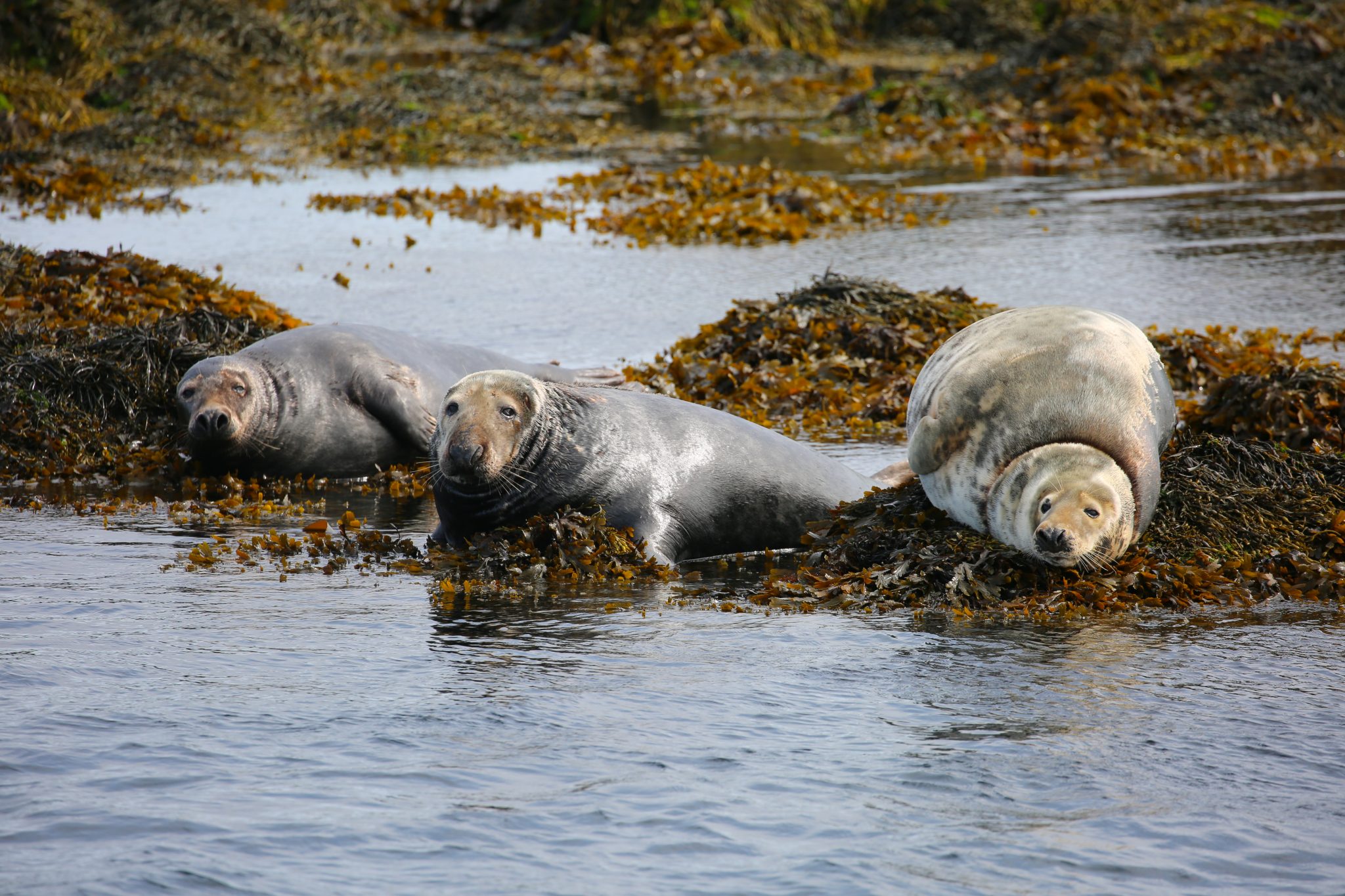 Harbour seals, Treshnish Isles, Scotland