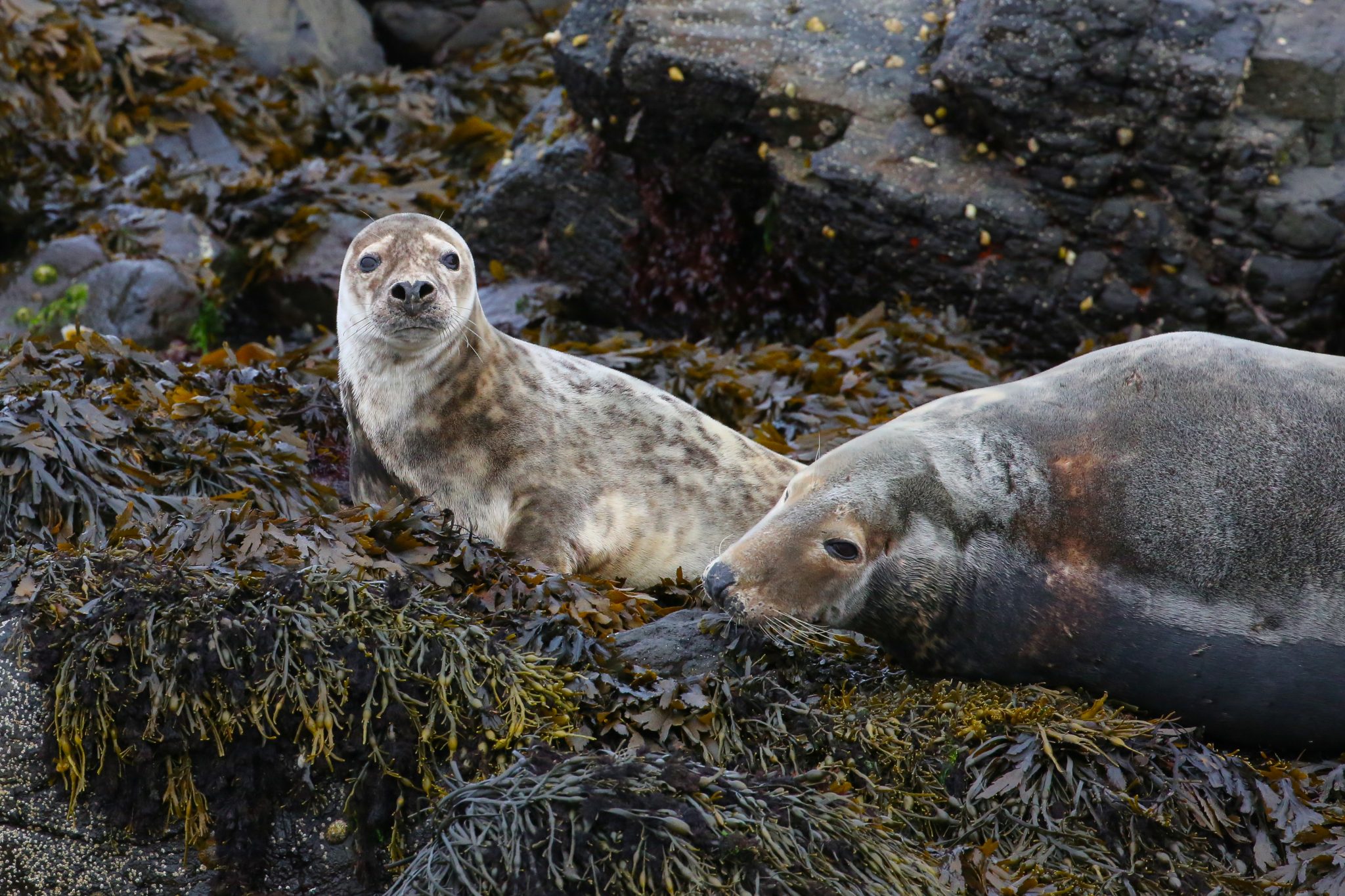 Harbour seals, Treshnish Isles, Scotland