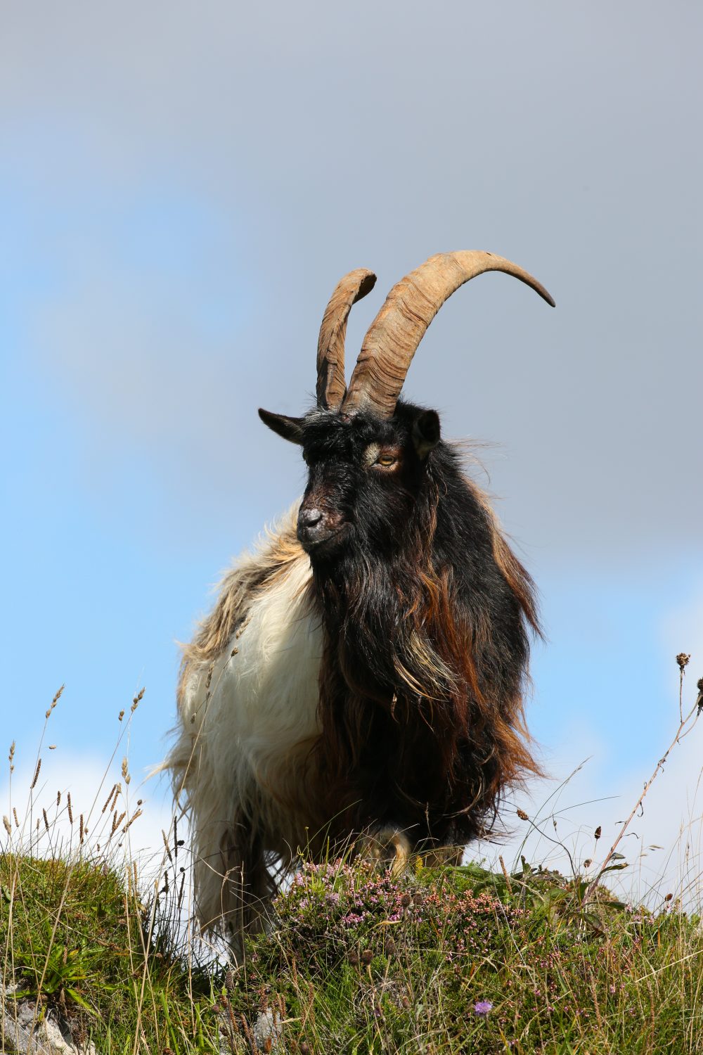 Wild goat, Islay, Scotland