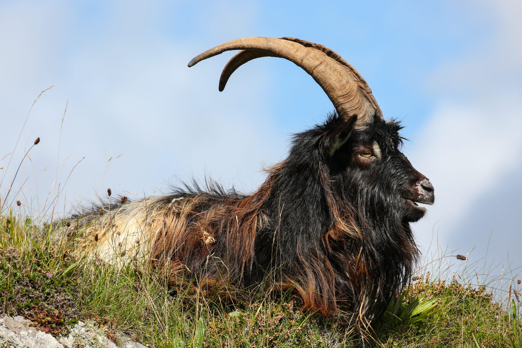 Wild goat, Islay, Scotland