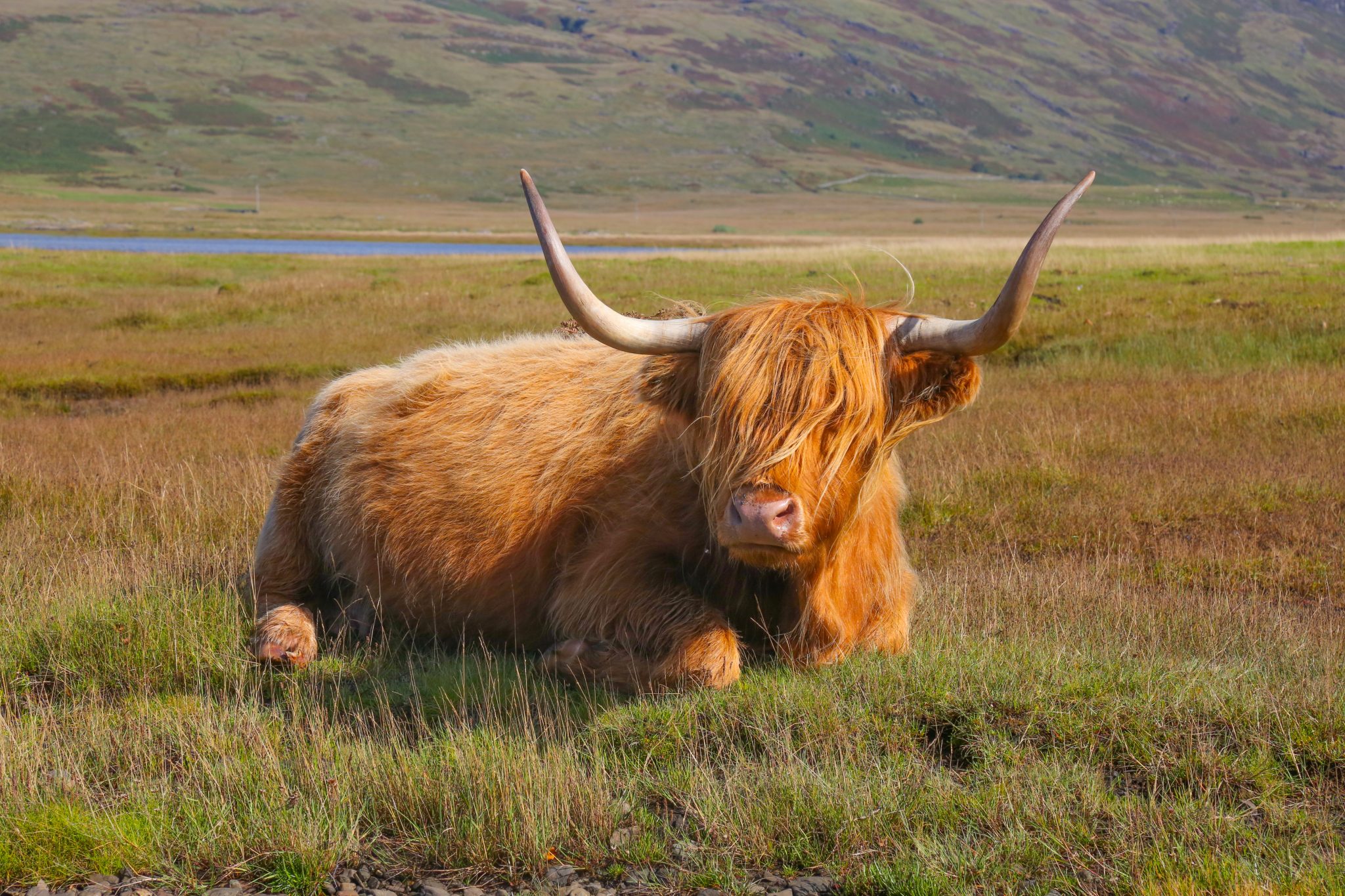 Highland cow, Mull, Scotland