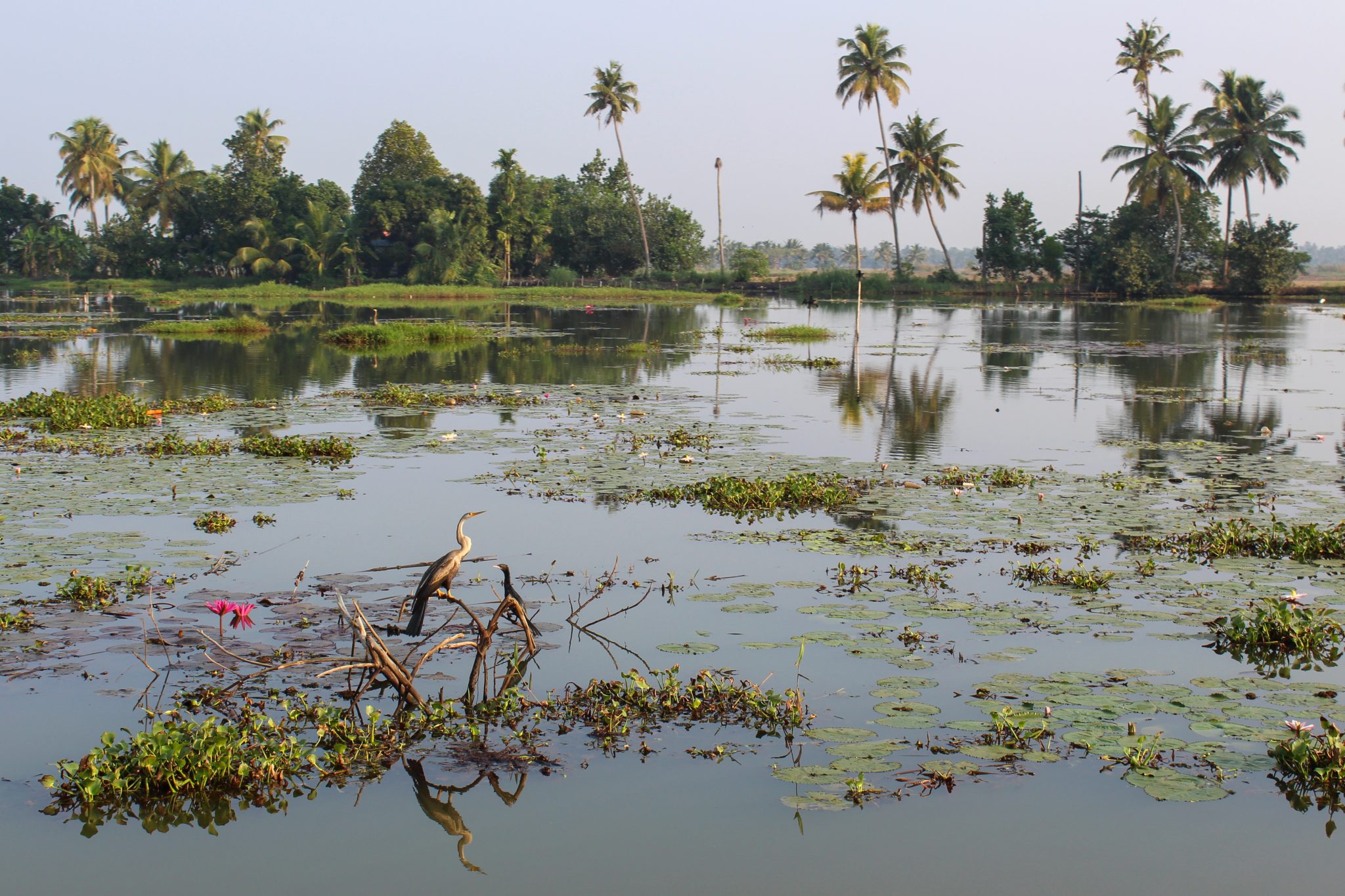 Snakebirds, Kerala, India