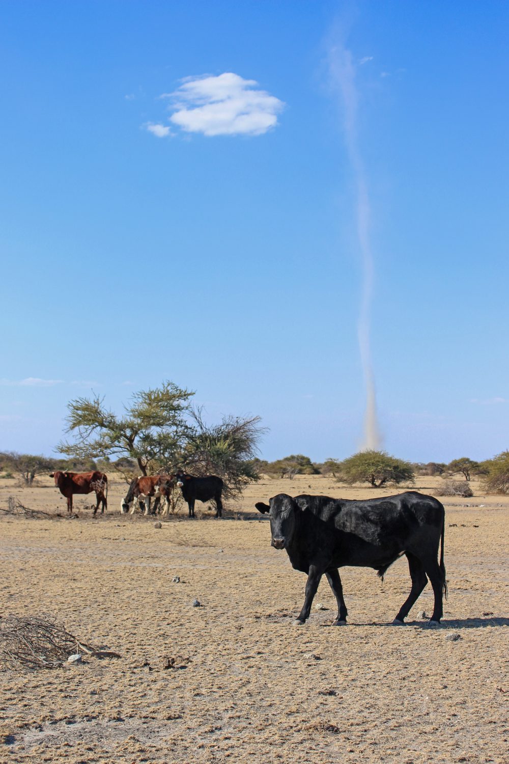 Cows and dust devil, Makgadikgadi Pans, Botswana