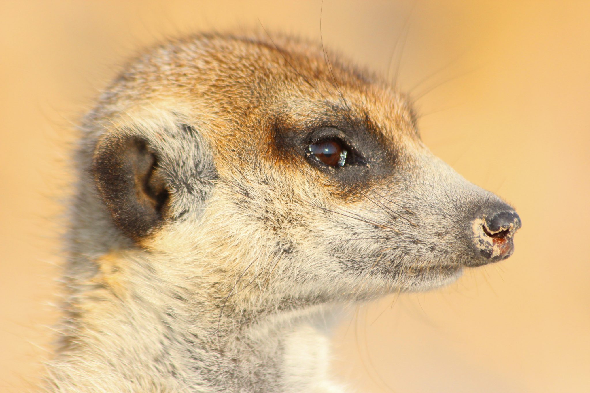 Meerkat, Makgadikgadi Pans, Botswana