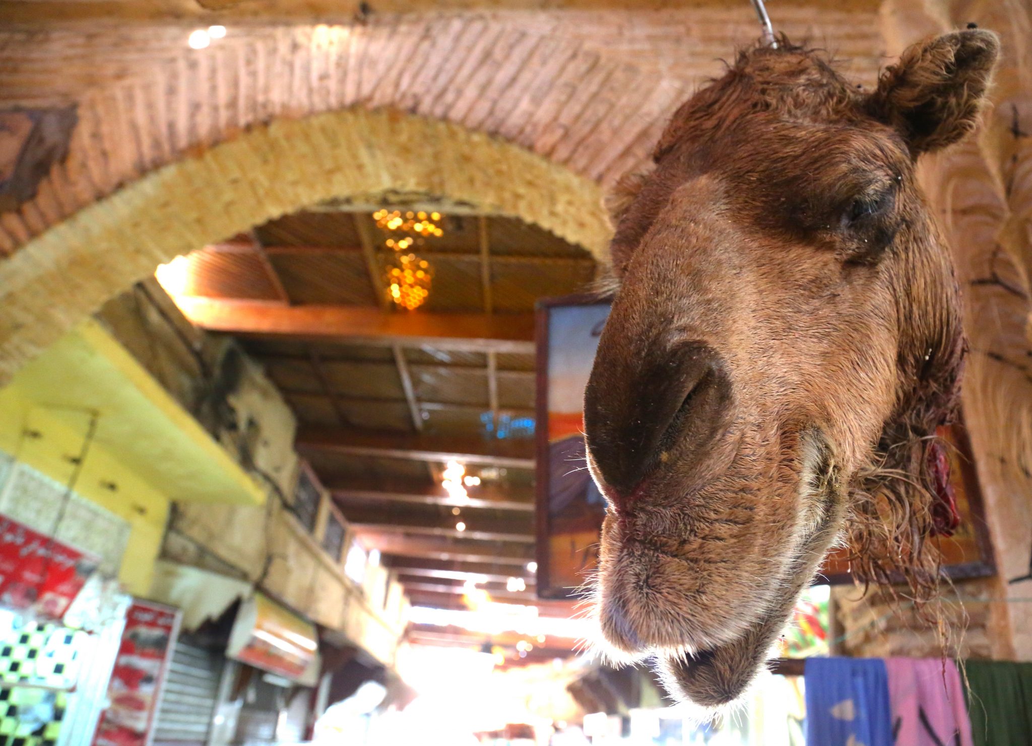 Camel head, Fez, Morocco