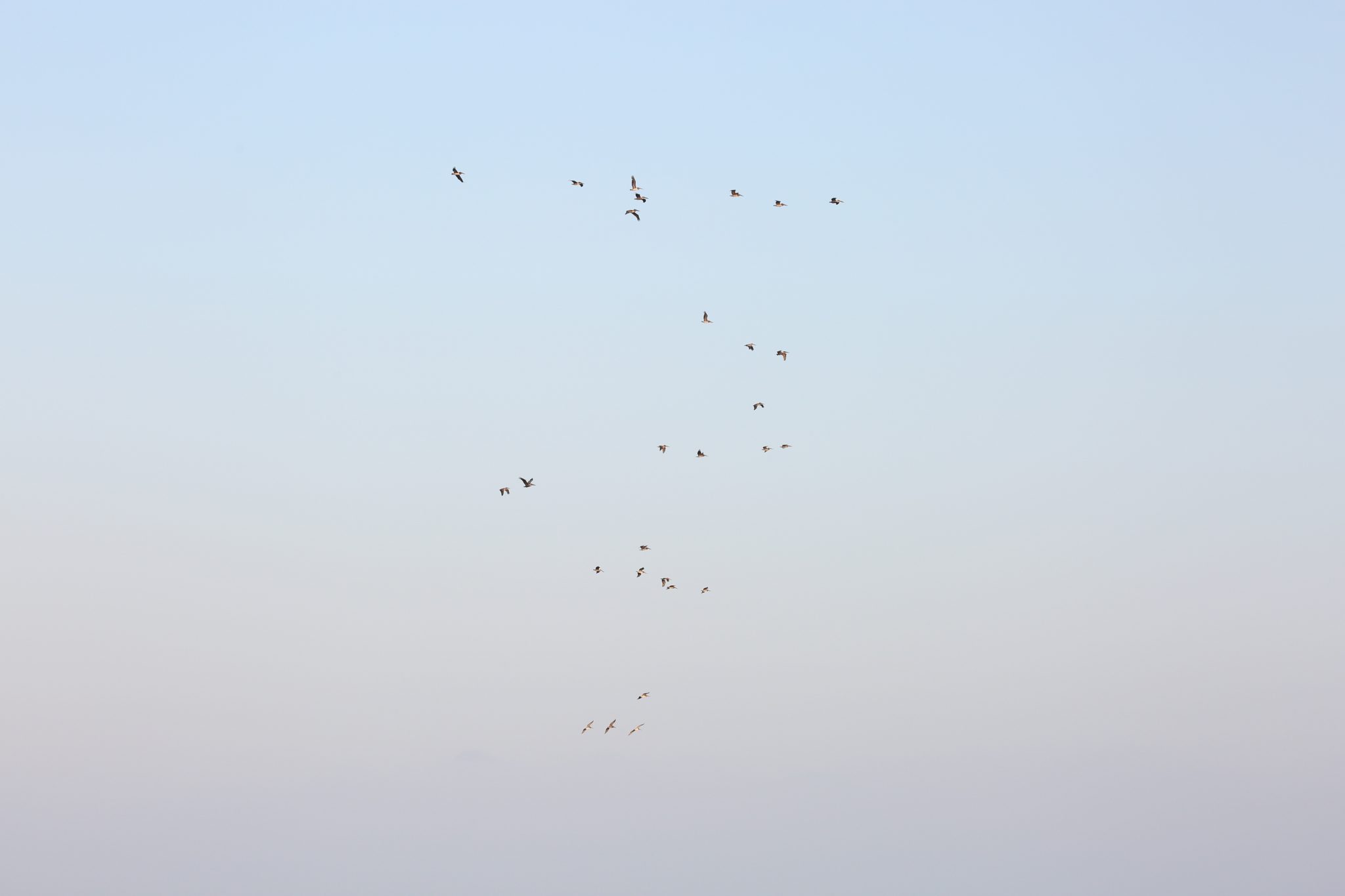Pelicans, Oaxaca, Mexico