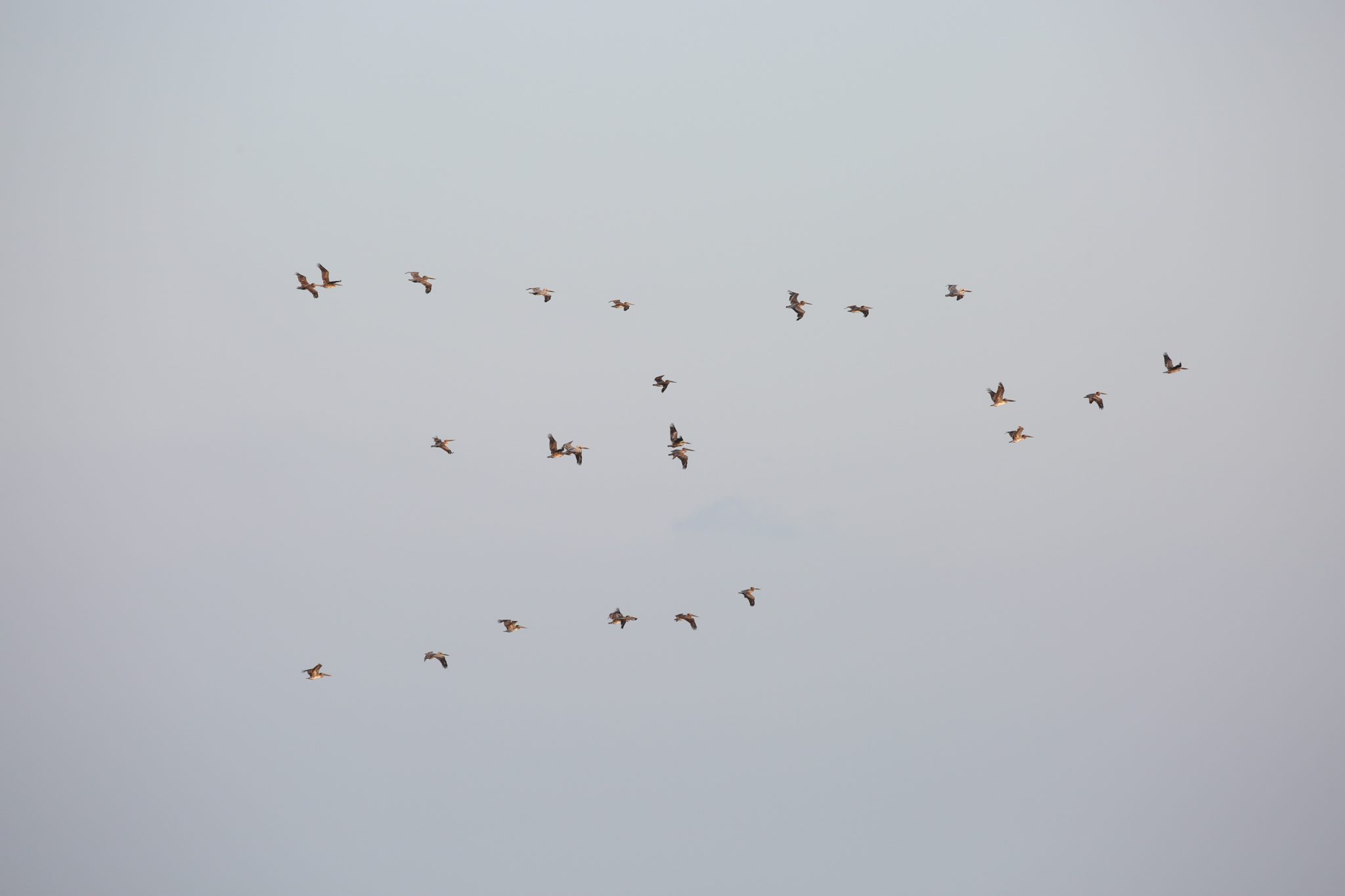 Pelicans, Oaxaca, Mexico