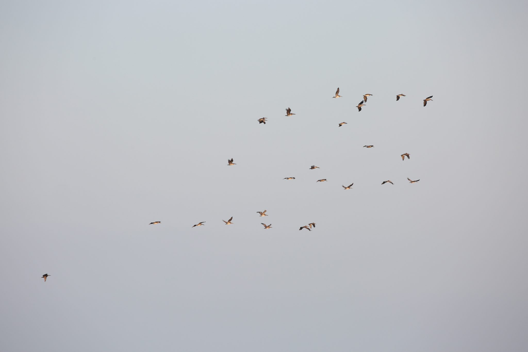 Pelicans, Oaxaca, Mexico