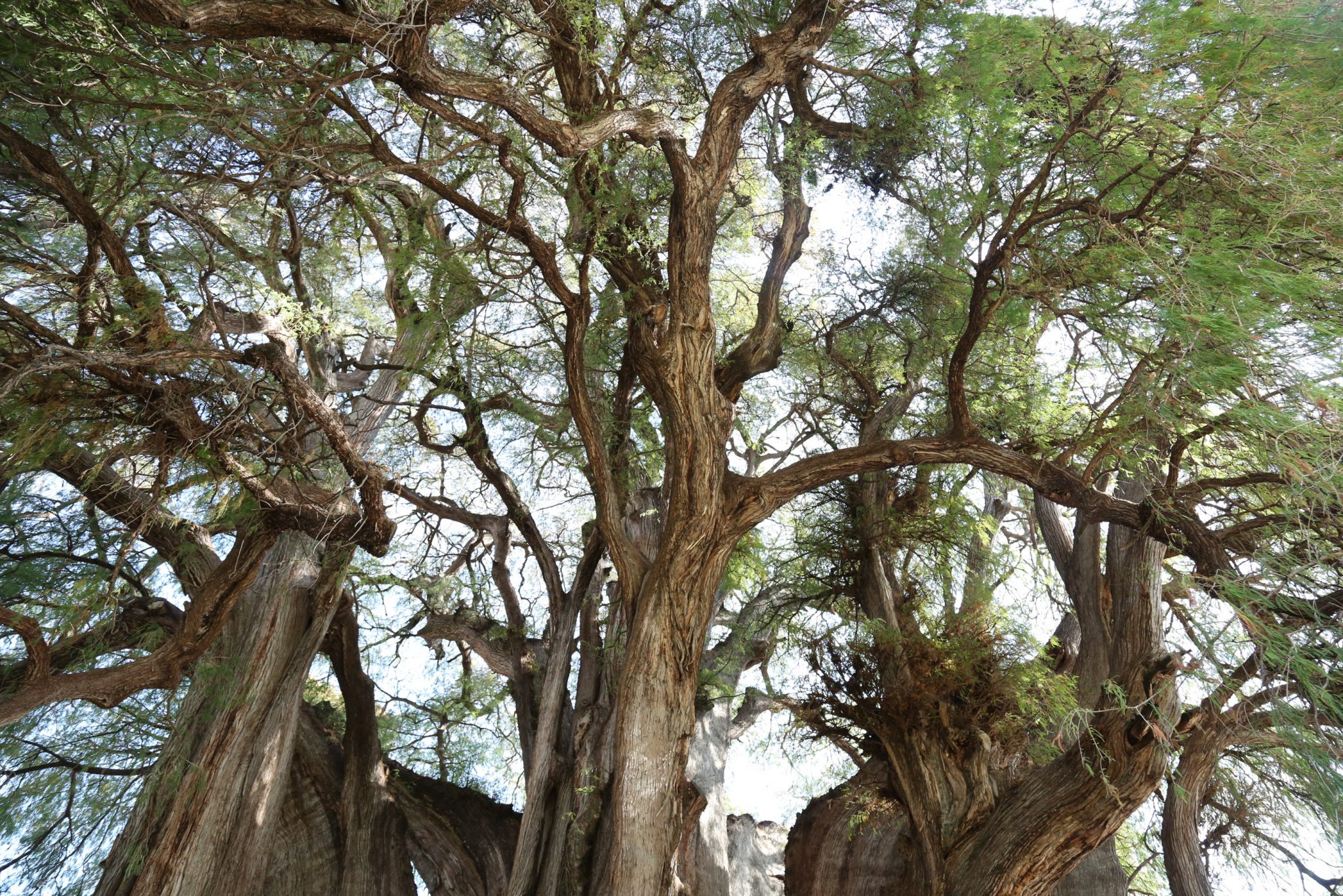 Tule tree, Santa María del Tule, Oaxaca, Mexico